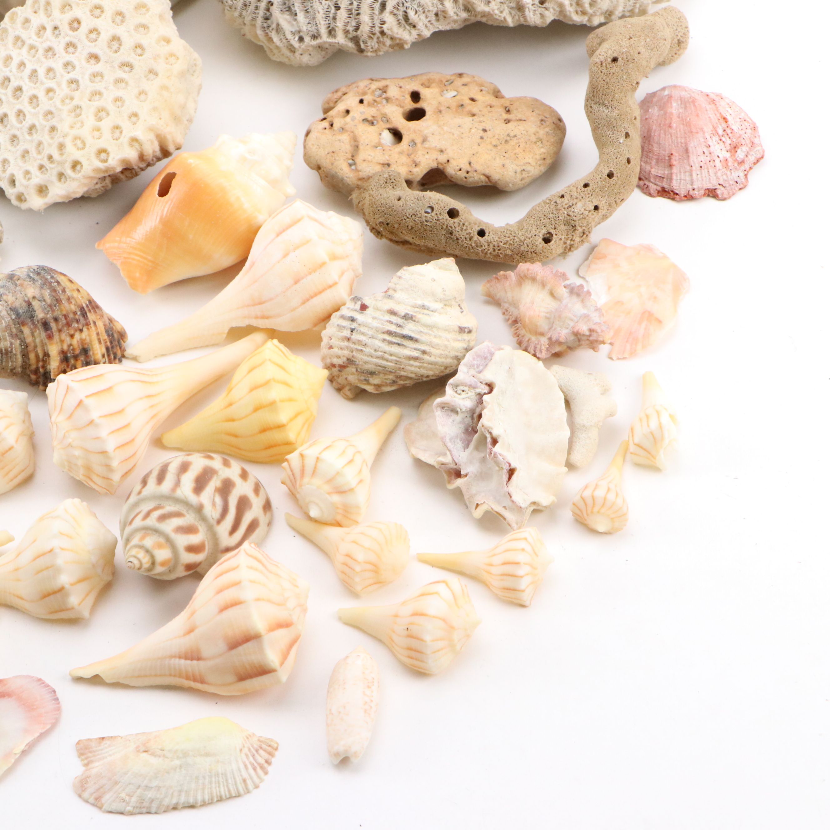 Fossil Brain Coral, Lightning Whelks, Sand Tiger Tooth, More Specimens