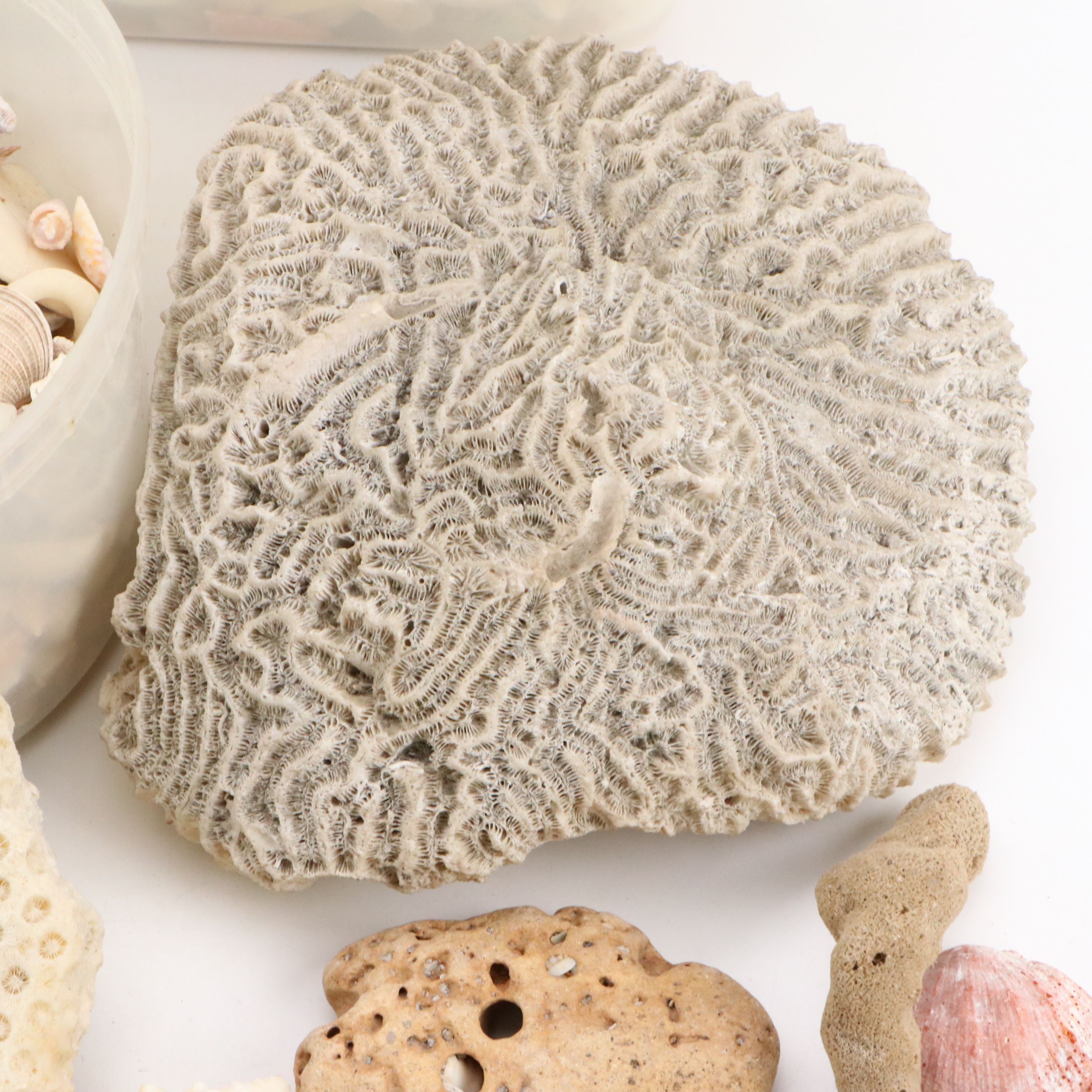 Fossil Brain Coral, Lightning Whelks, Sand Tiger Tooth, More Specimens