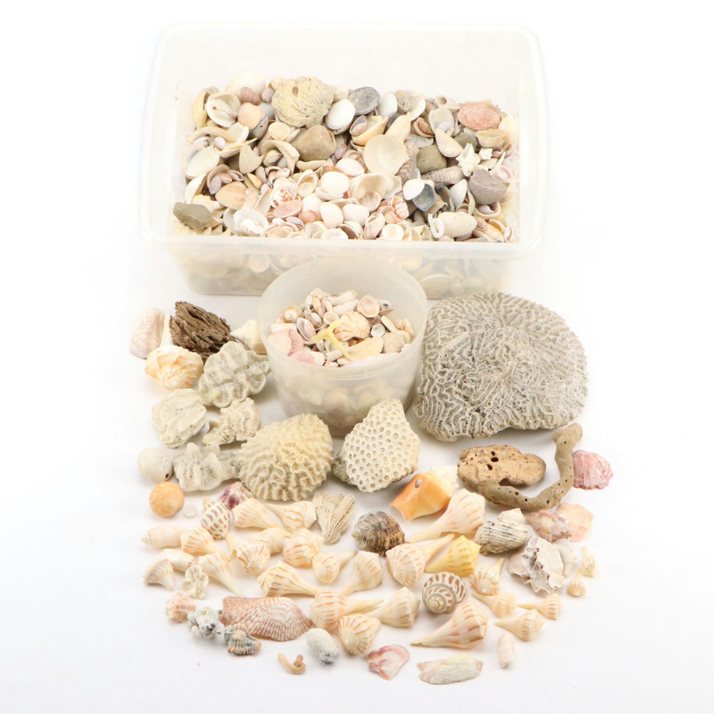 Fossil Brain Coral, Lightning Whelks, Sand Tiger Tooth, More Specimens