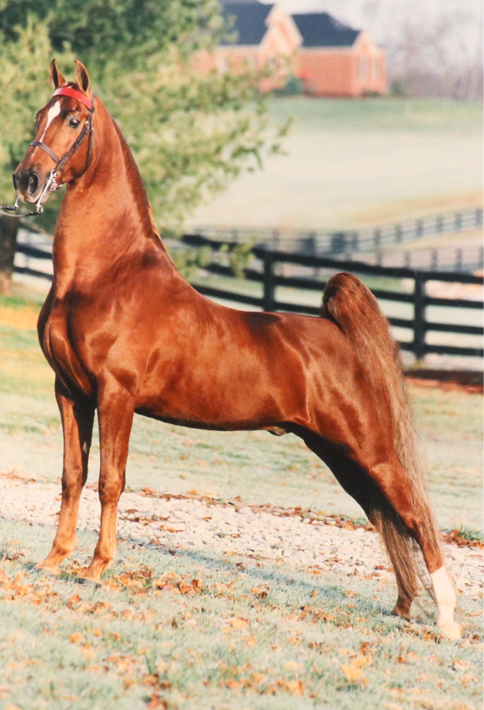 Equine Portrait Chromogenic Color Photographic, Circa 2000