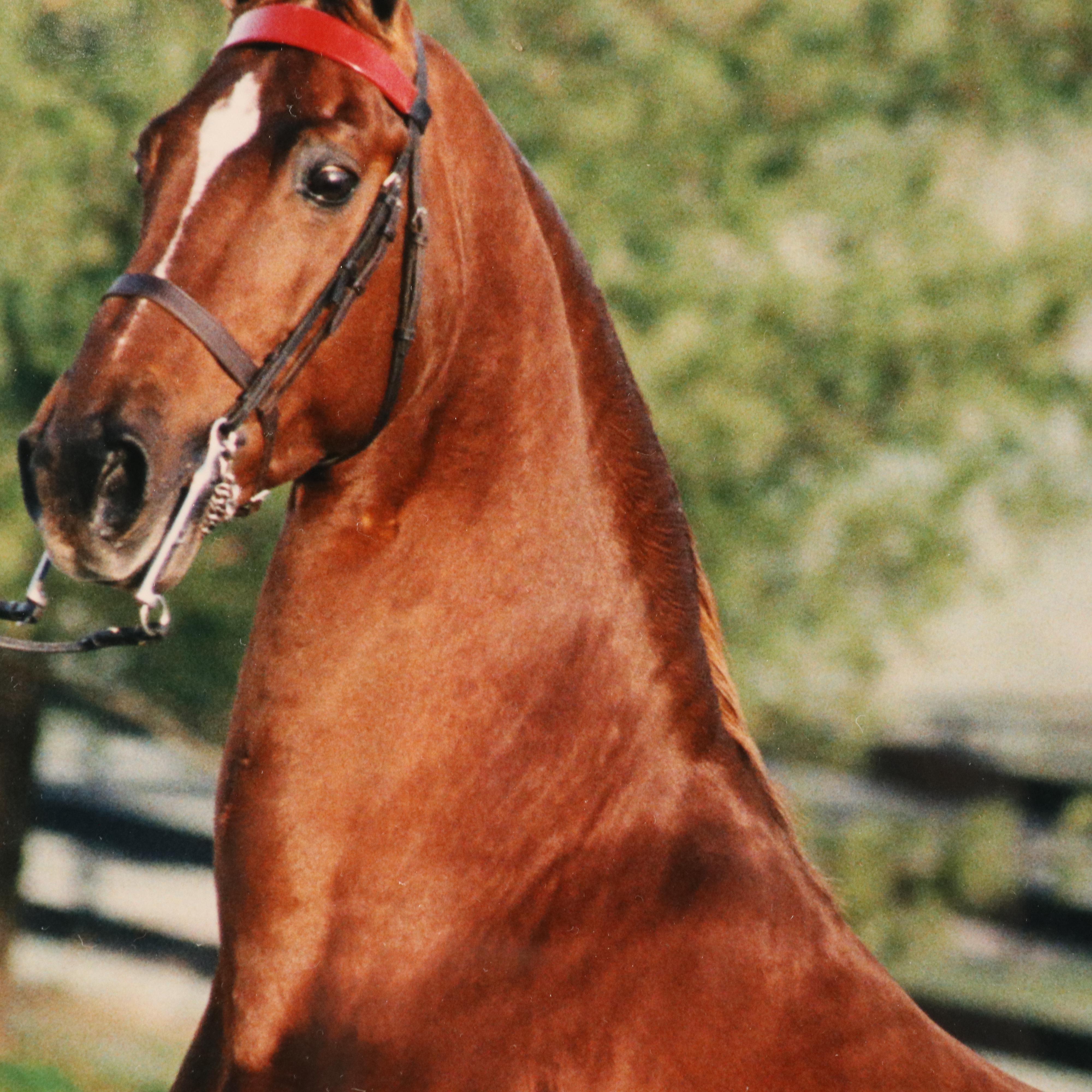 Equine Portrait Chromogenic Color Photographic, Circa 2000