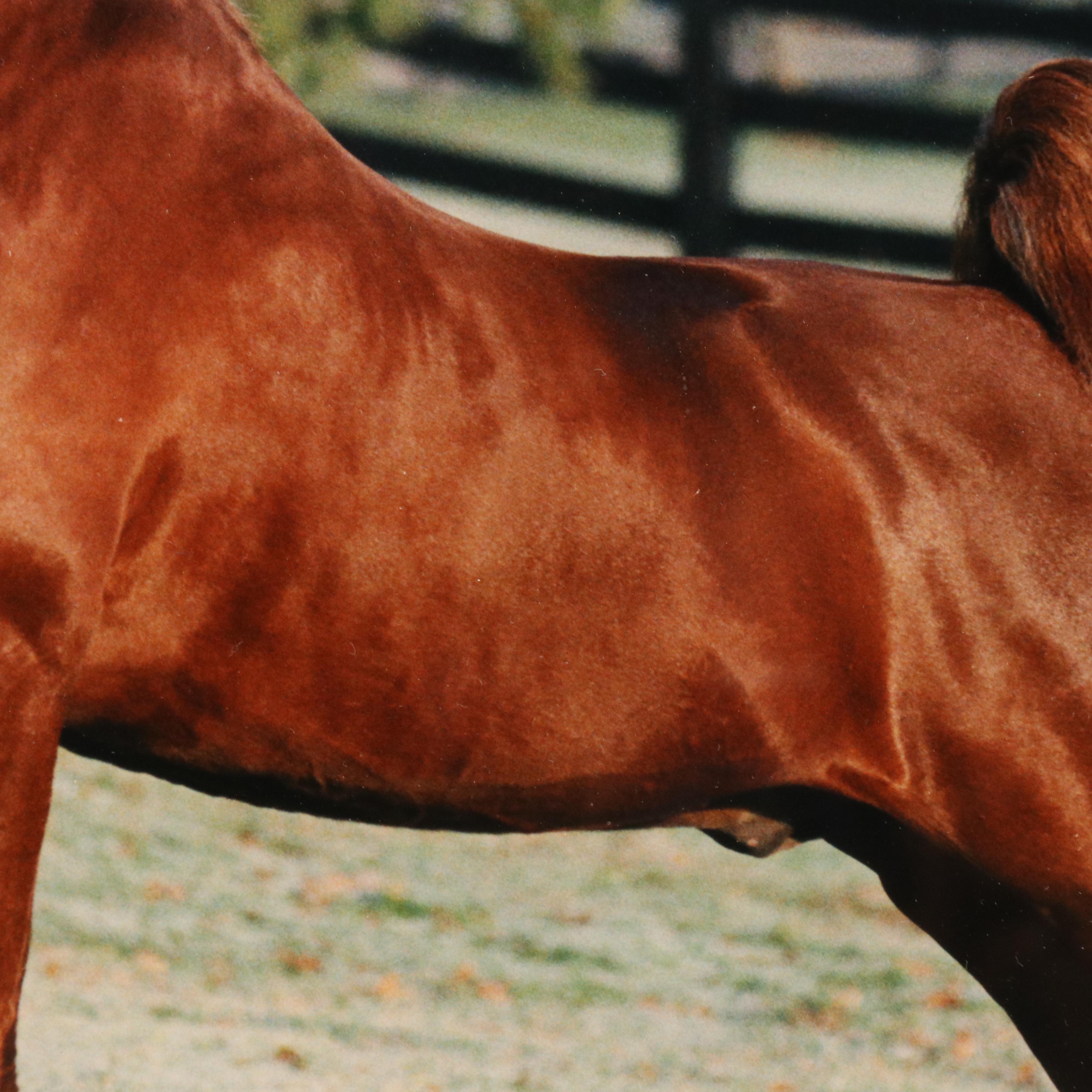 Equine Portrait Chromogenic Color Photographic, Circa 2000