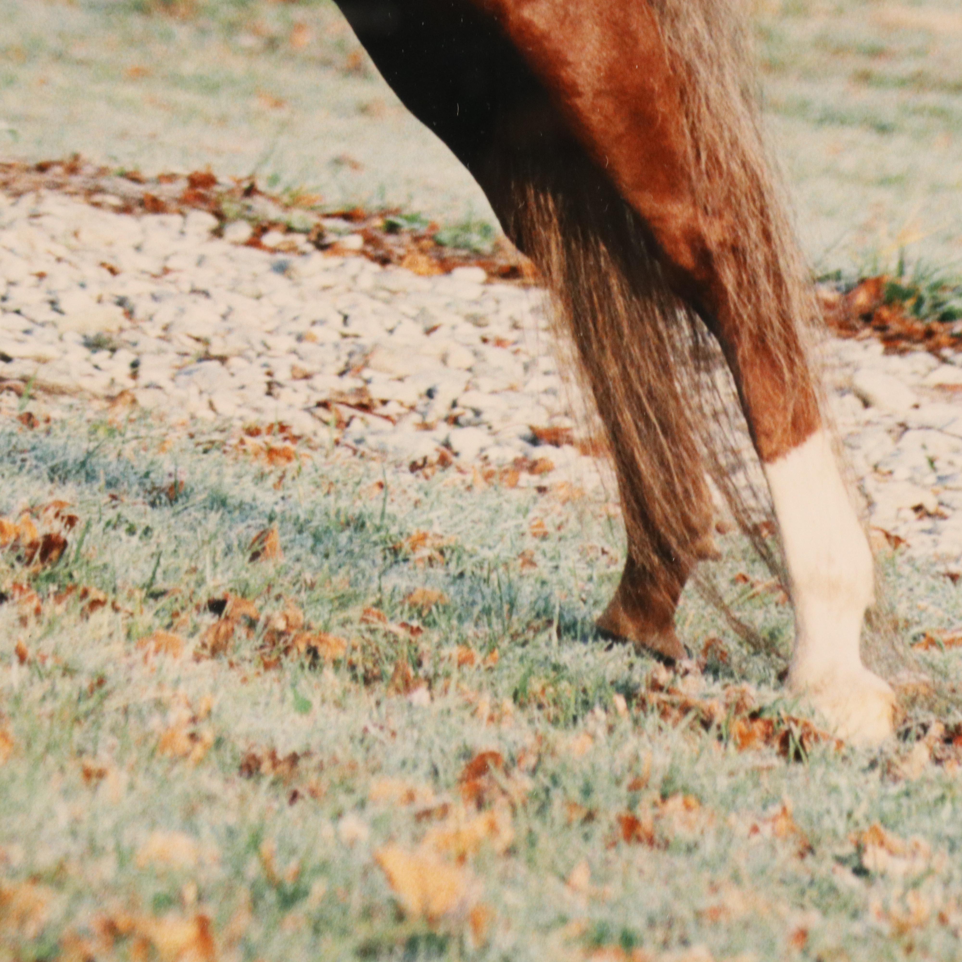 Equine Portrait Chromogenic Color Photographic, Circa 2000