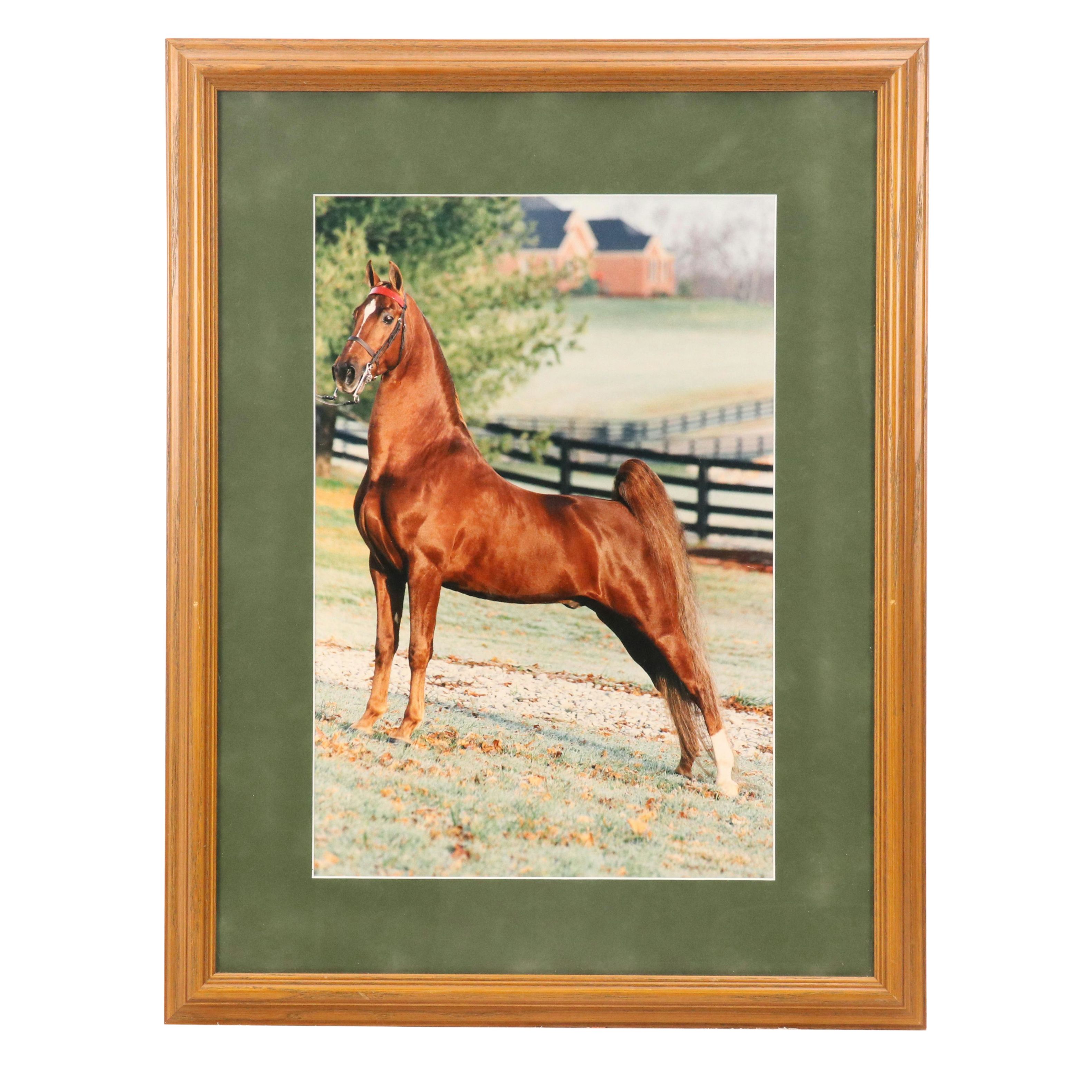 Equine Portrait Chromogenic Color Photographic, Circa 2000