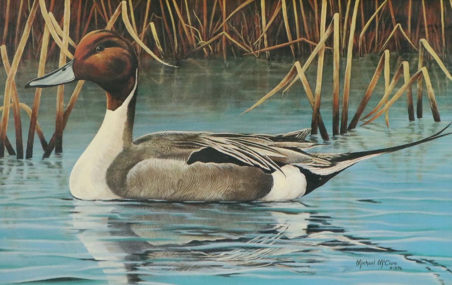 Michael McClure Offset Lithograph of Northern Pintail Duck, 1996