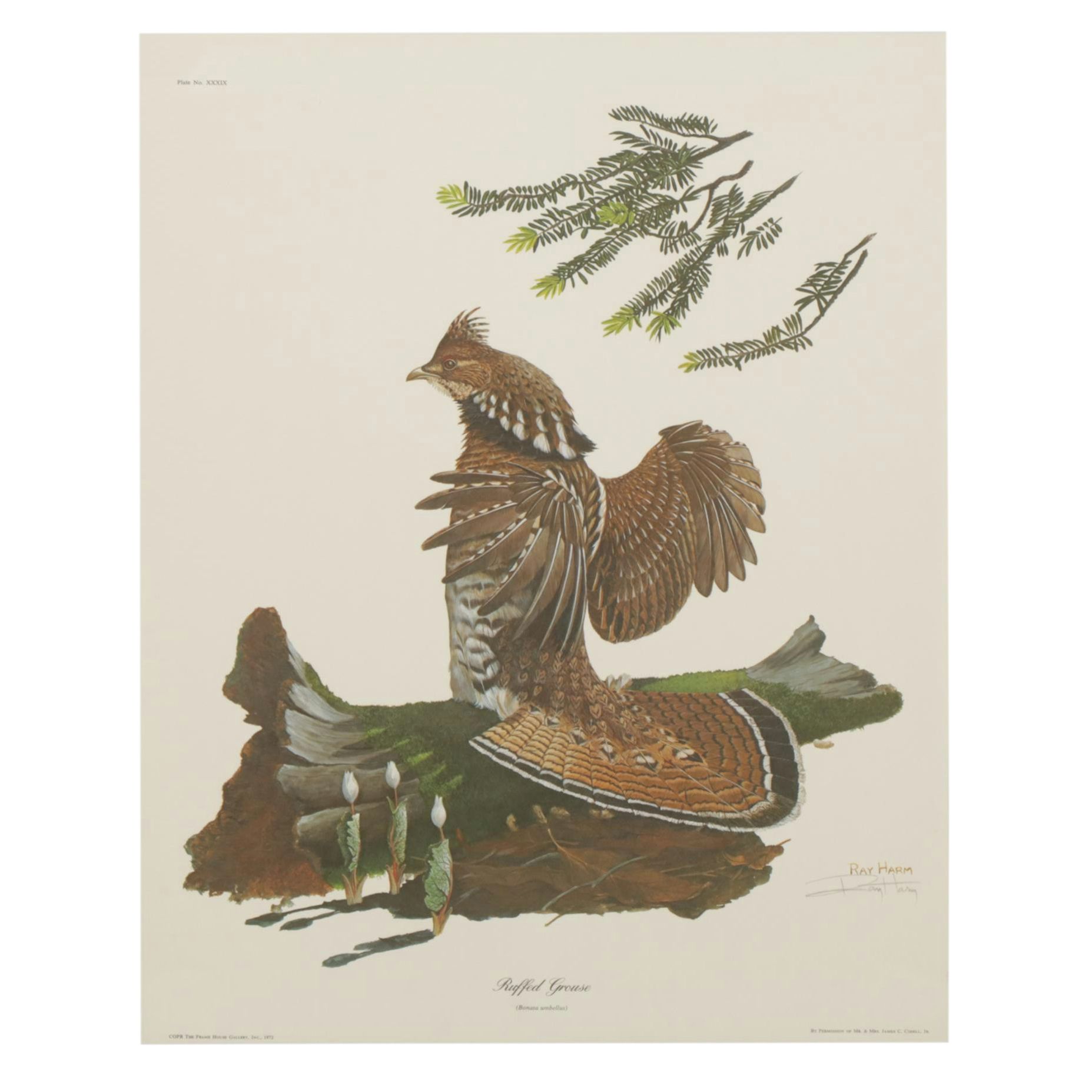 Ray Harm "Ruffed Grouse" Offset Lithograph, 1972