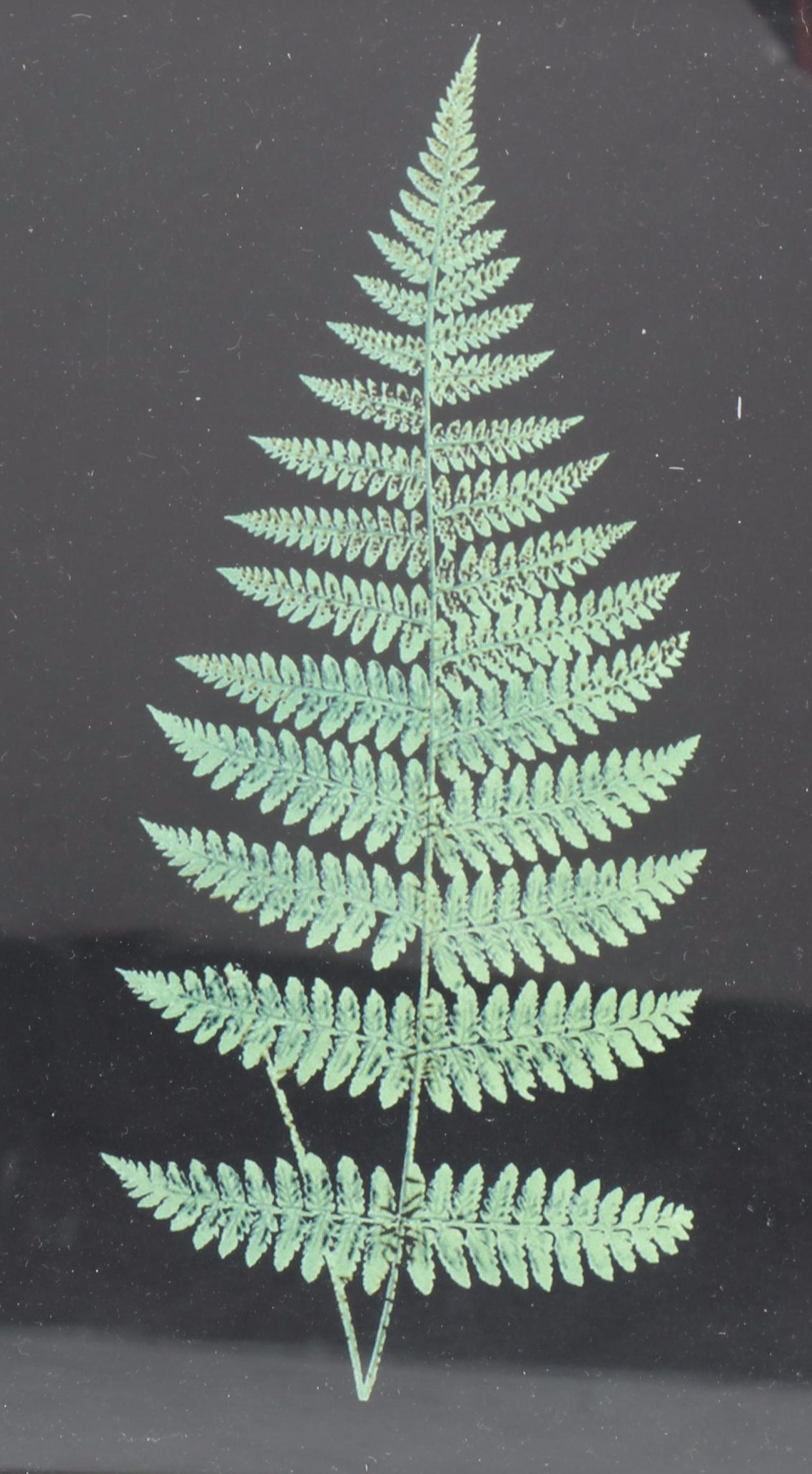 Wood Framed Mirrors with Foliage Art