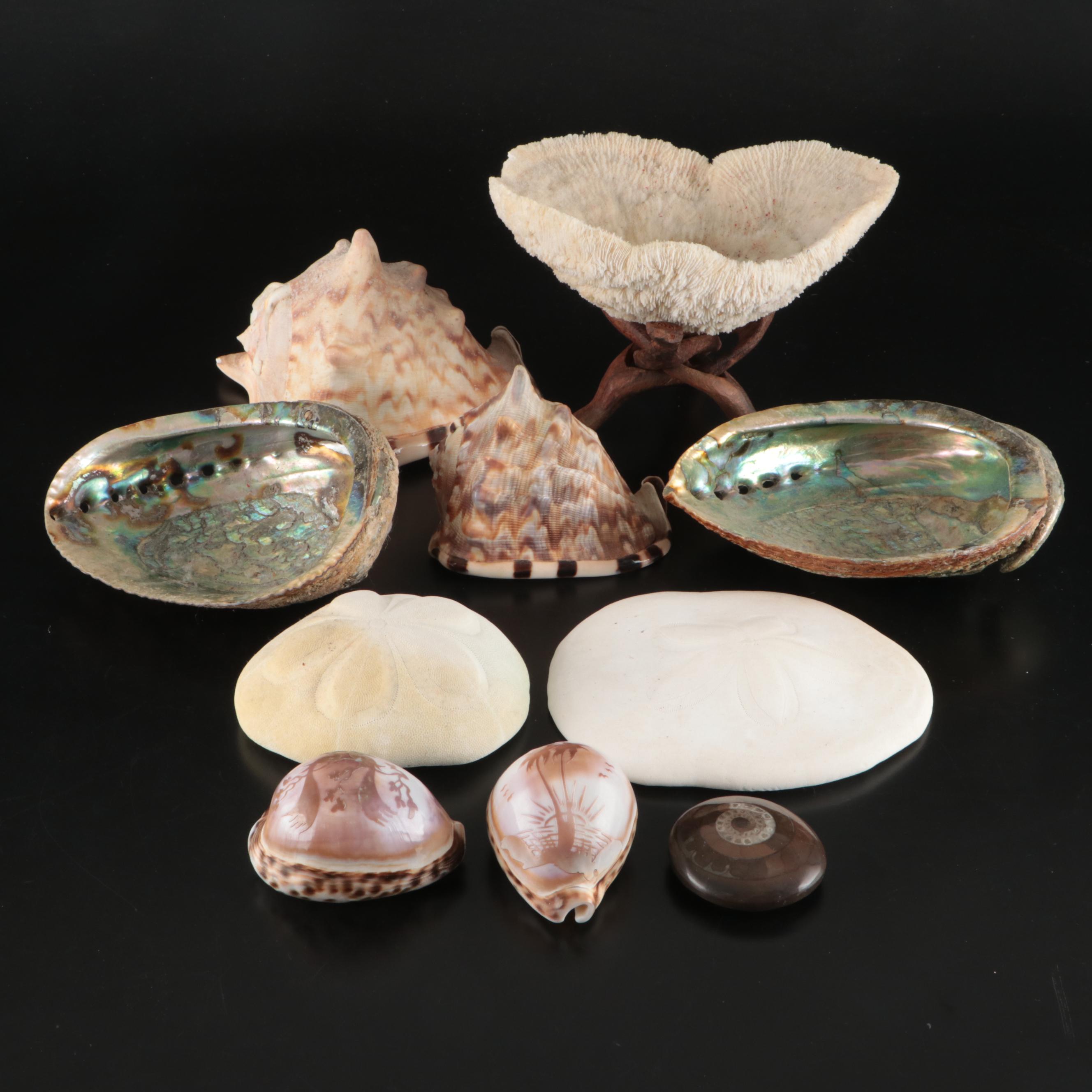 Abalone Shells, Bullmouth Helmet Shells, Carved Cameo Cowries, More