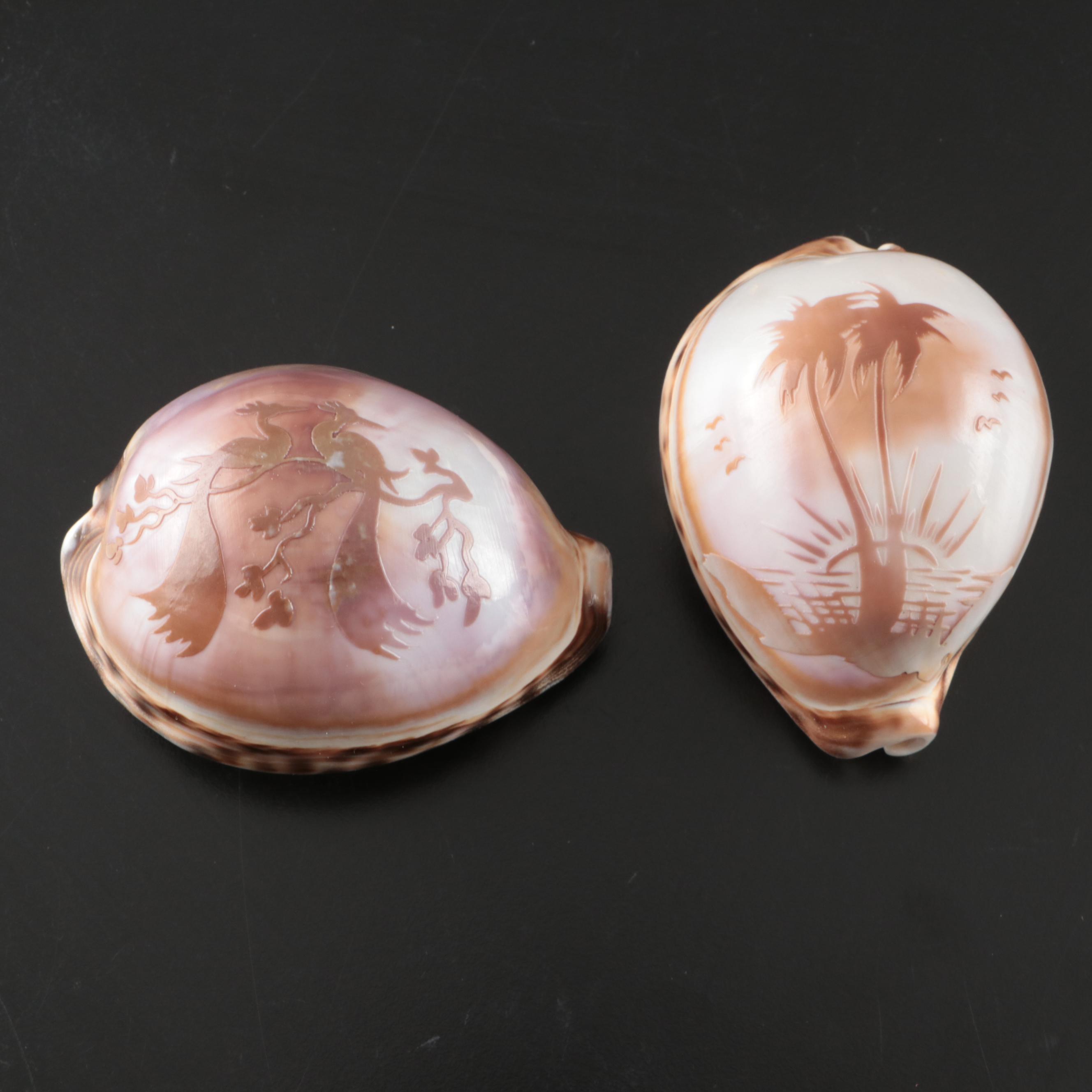 Abalone Shells, Bullmouth Helmet Shells, Carved Cameo Cowries, More