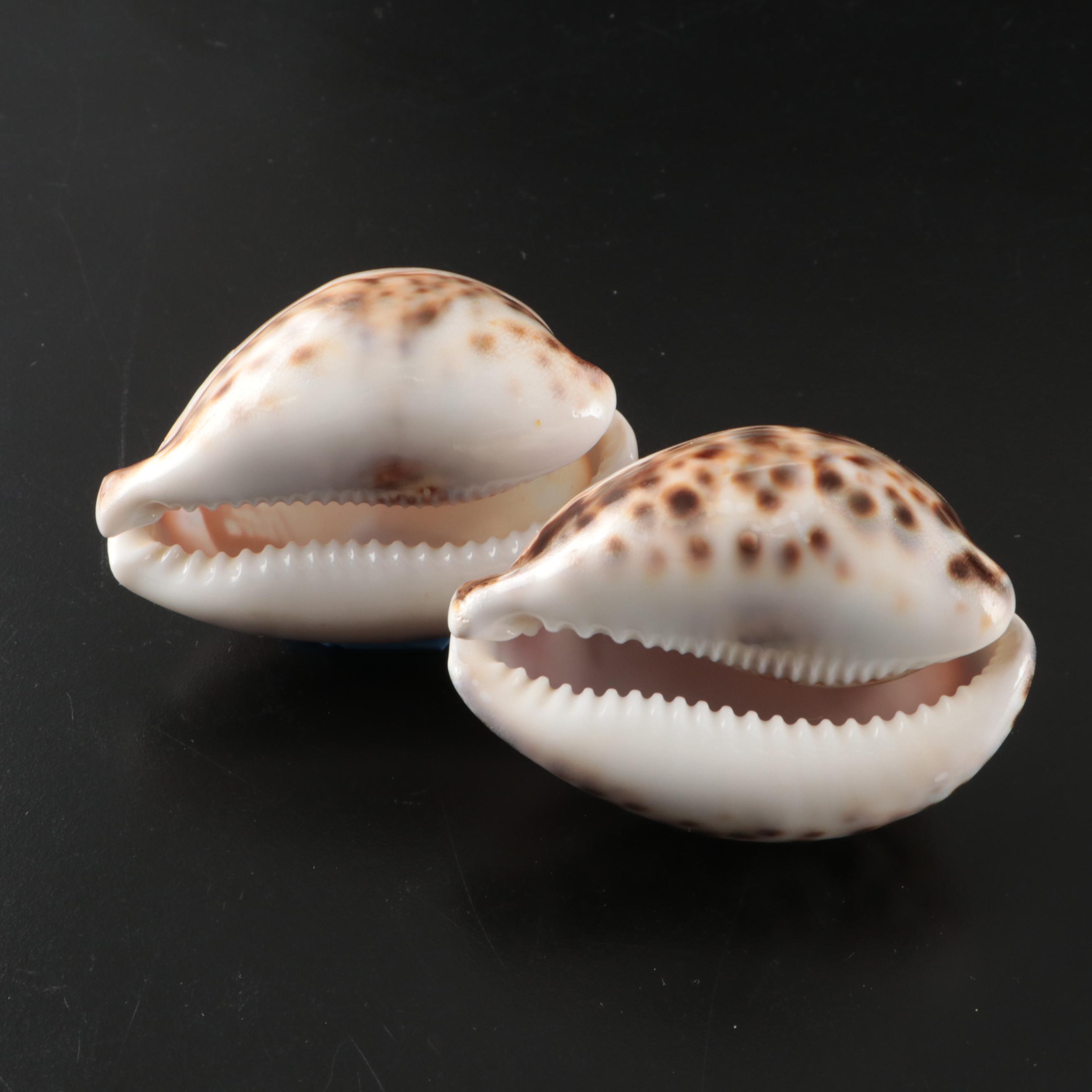 Abalone Shells, Bullmouth Helmet Shells, Carved Cameo Cowries, More