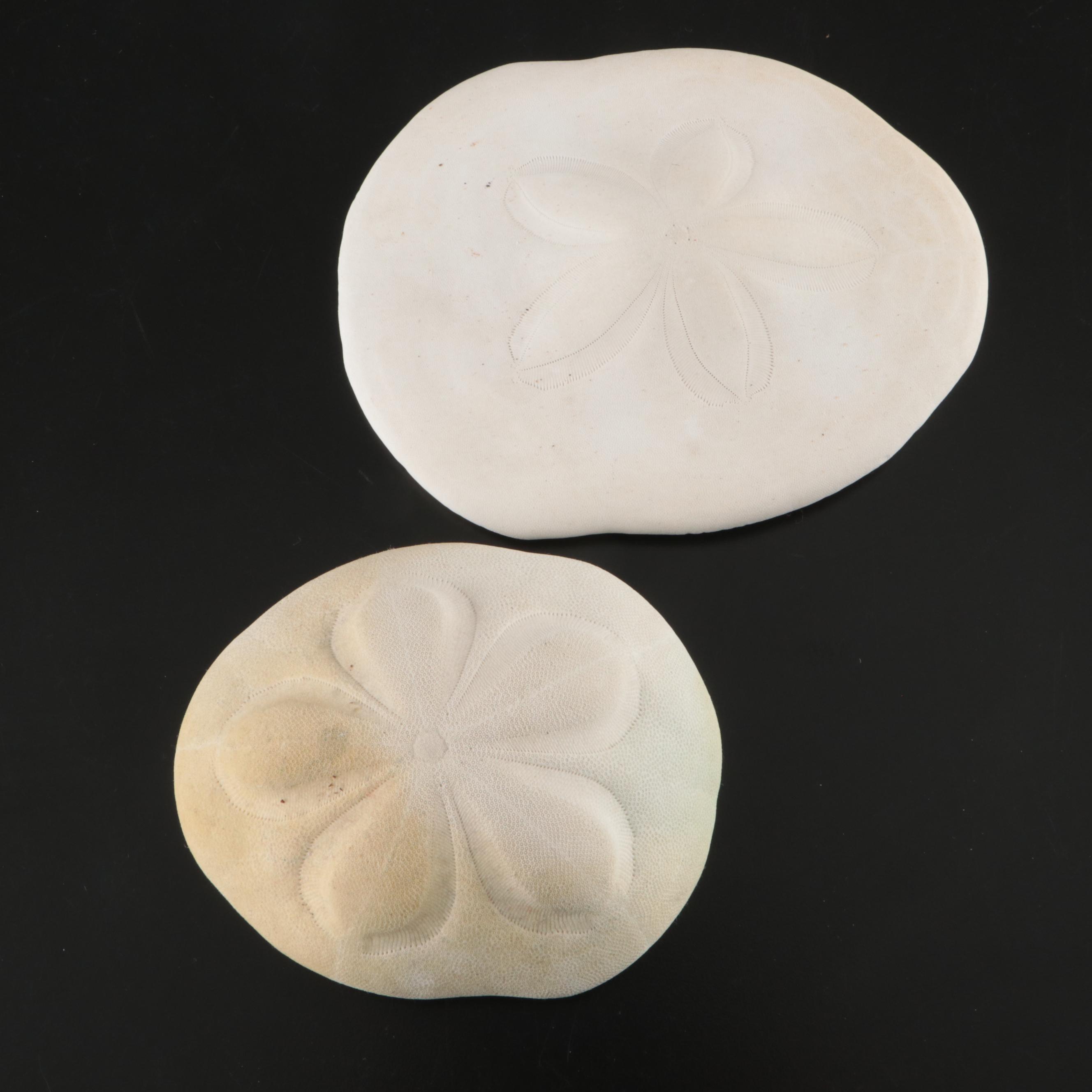 Abalone Shells, Bullmouth Helmet Shells, Carved Cameo Cowries, More