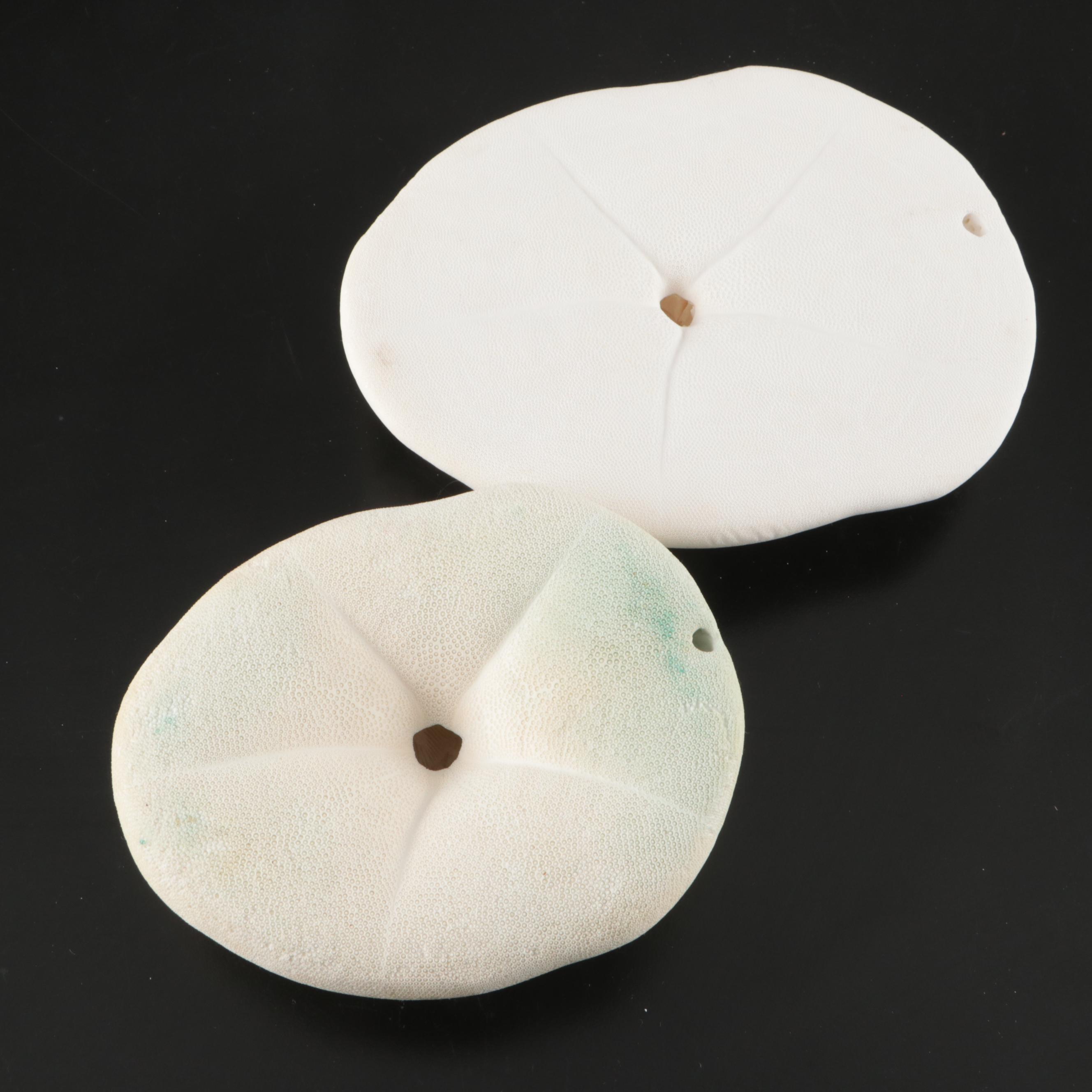 Abalone Shells, Bullmouth Helmet Shells, Carved Cameo Cowries, More