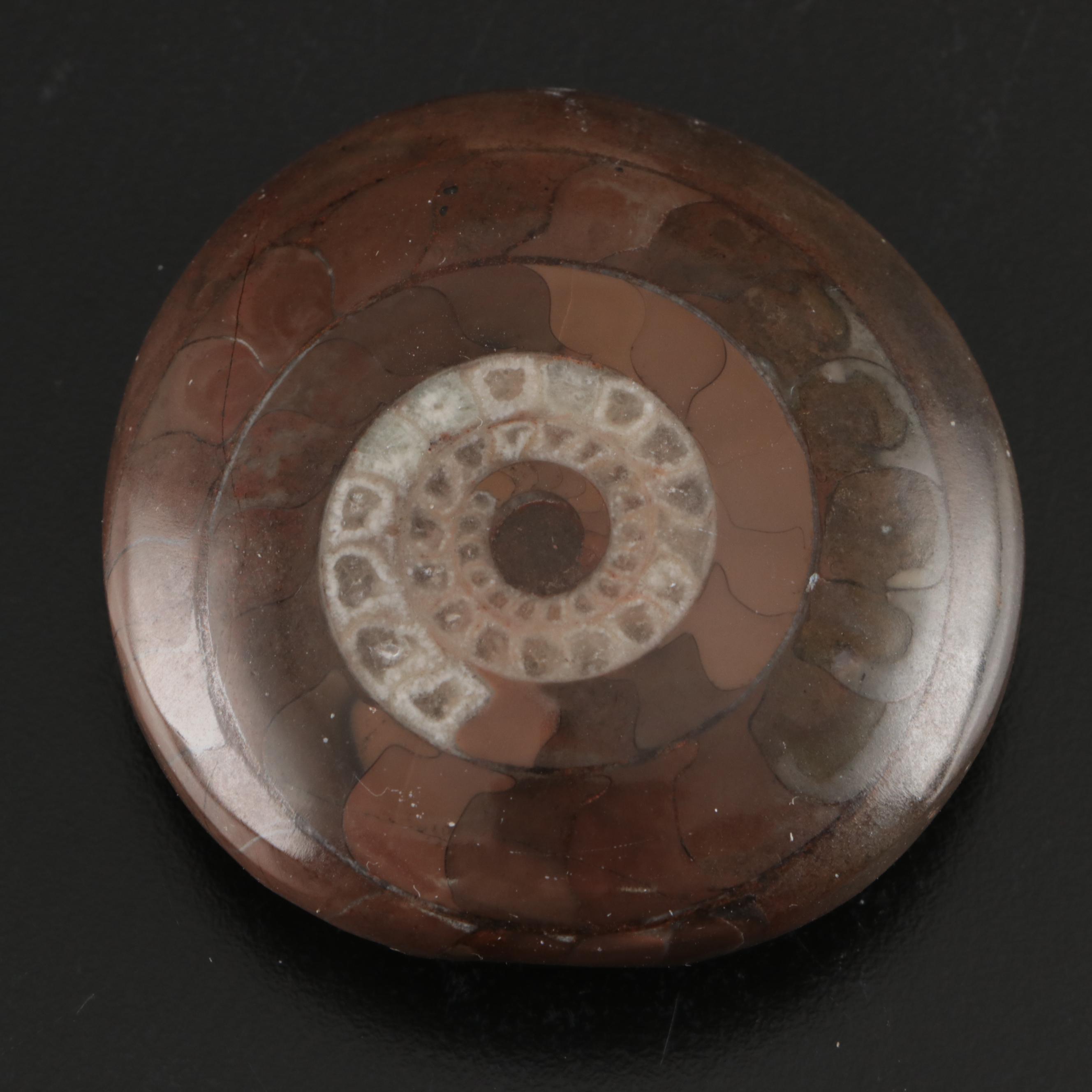 Abalone Shells, Bullmouth Helmet Shells, Carved Cameo Cowries, More