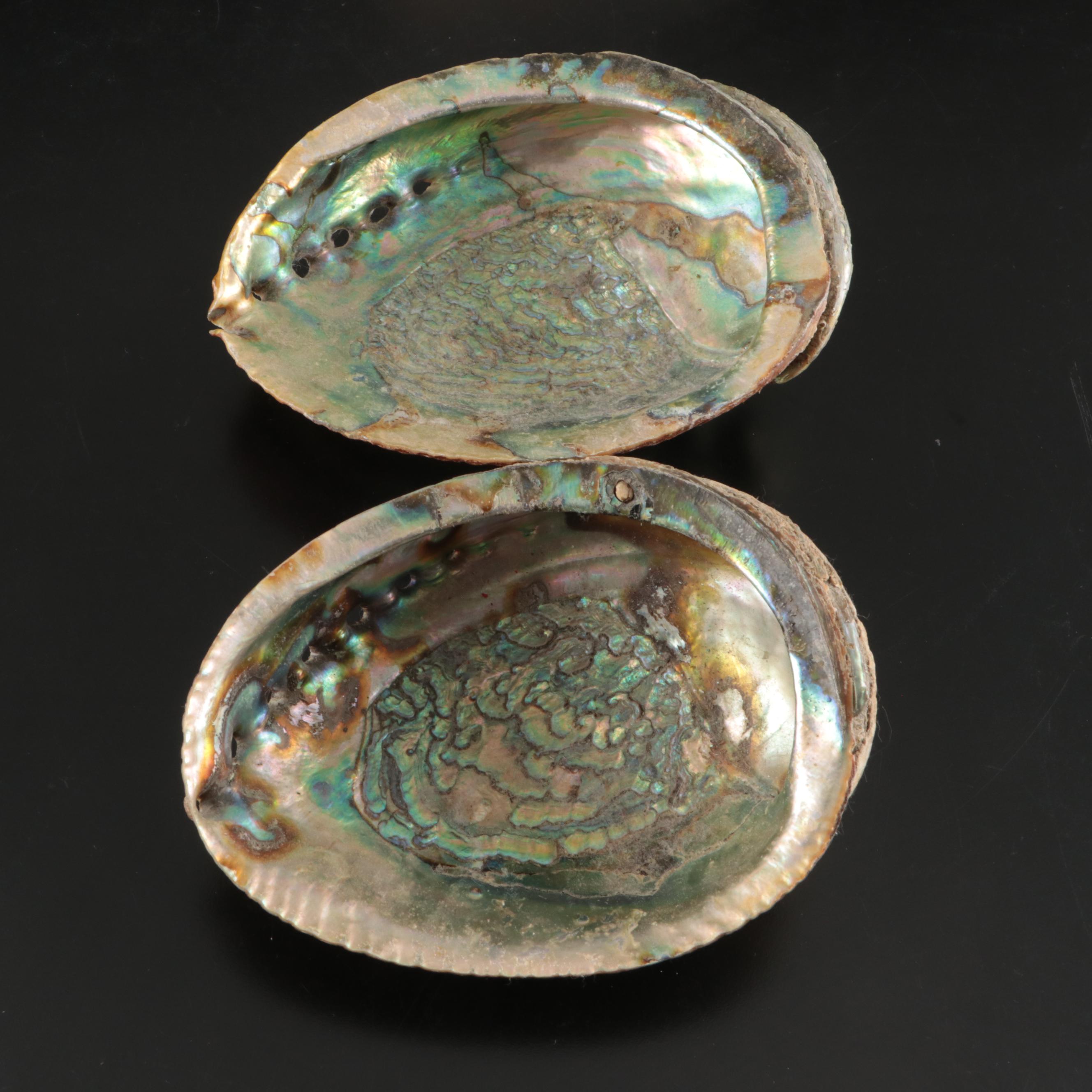 Abalone Shells, Bullmouth Helmet Shells, Carved Cameo Cowries, More