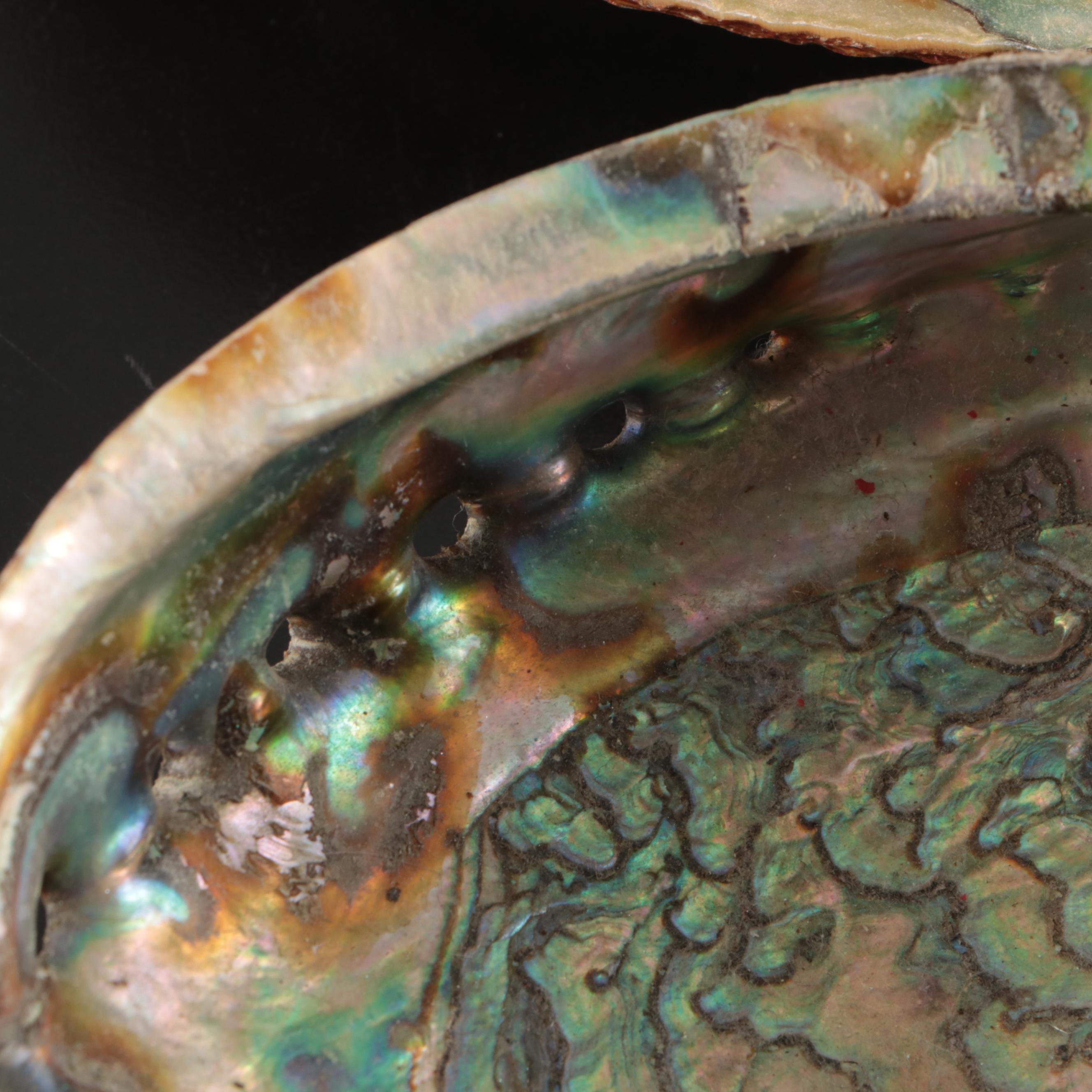 Abalone Shells, Bullmouth Helmet Shells, Carved Cameo Cowries, More