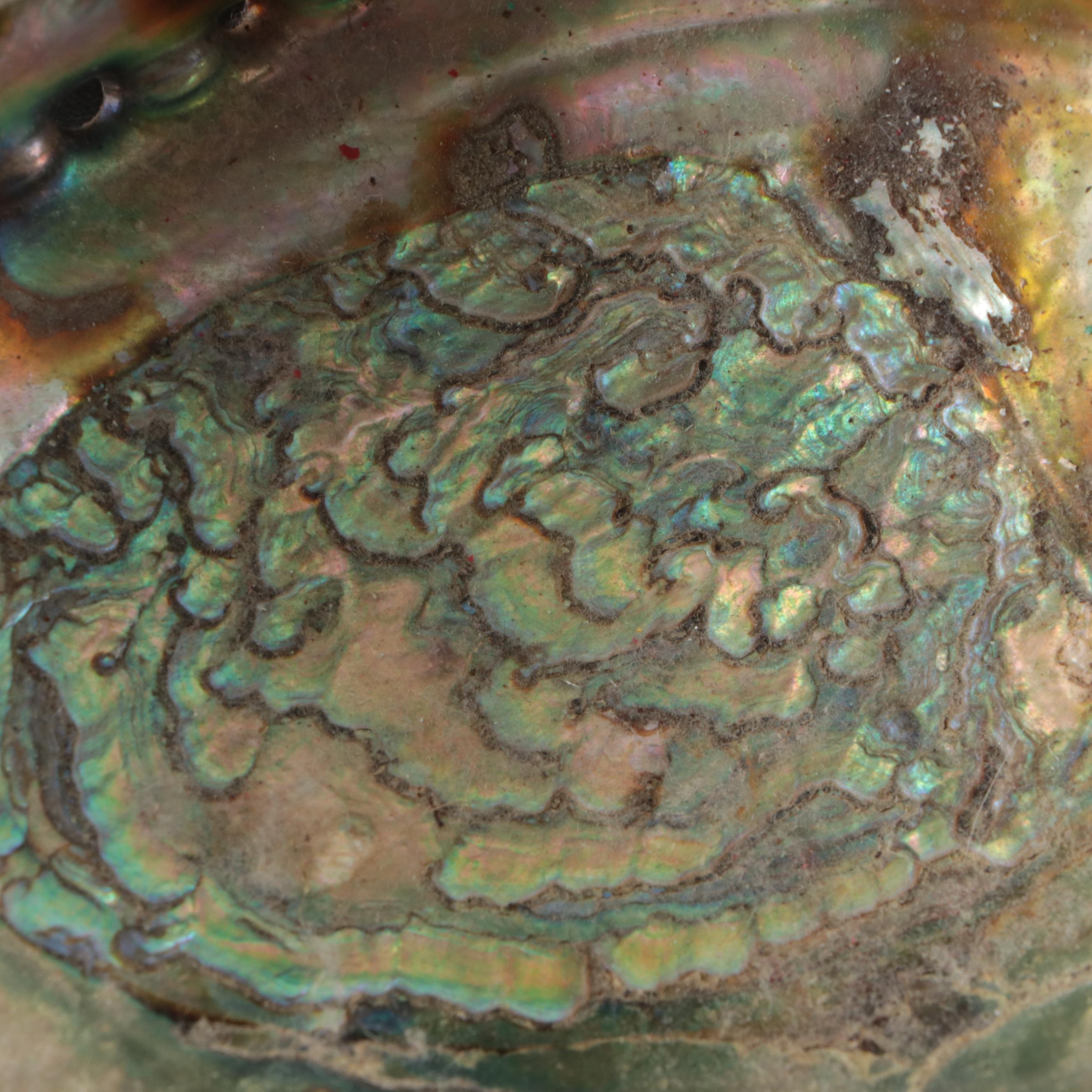 Abalone Shells, Bullmouth Helmet Shells, Carved Cameo Cowries, More