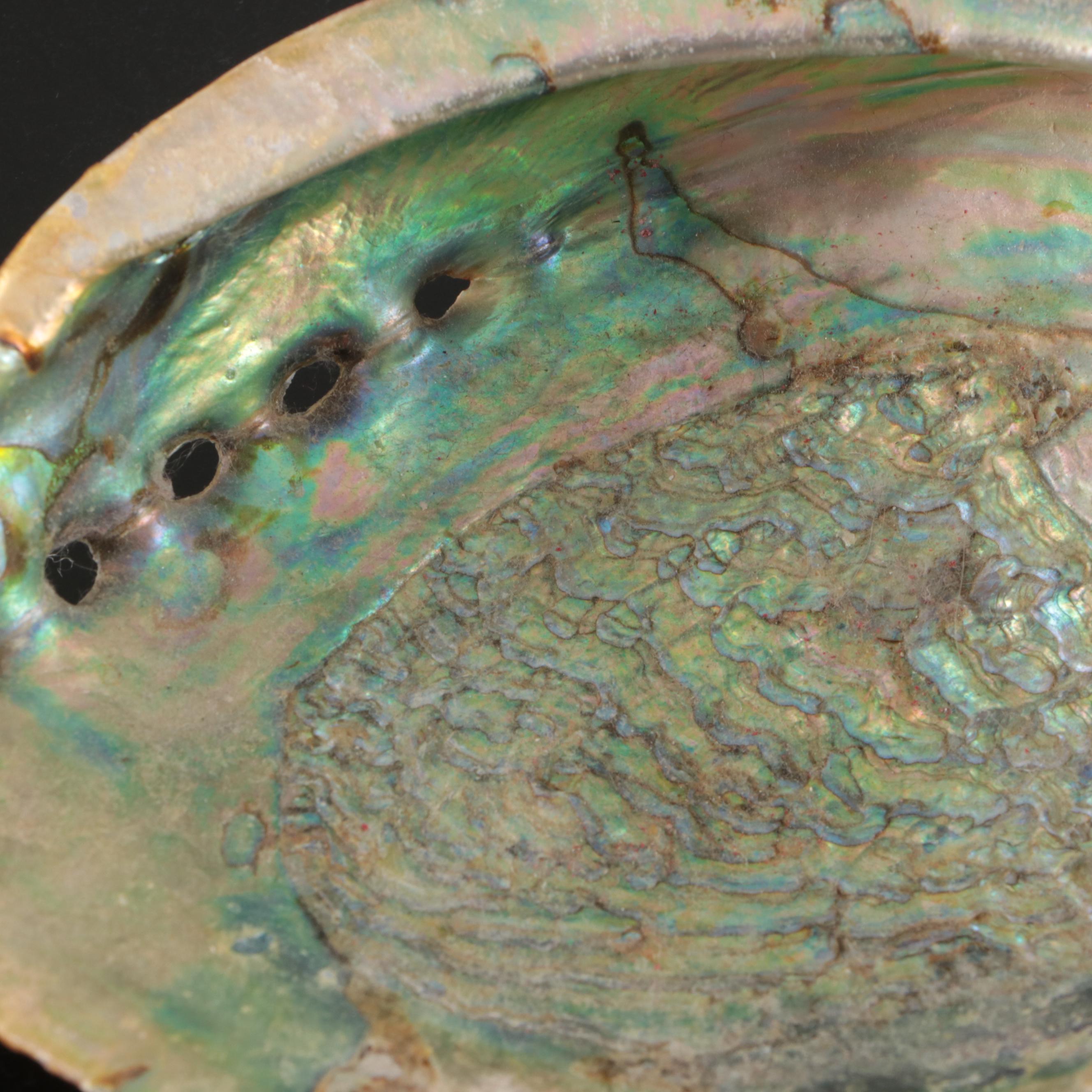 Abalone Shells, Bullmouth Helmet Shells, Carved Cameo Cowries, More