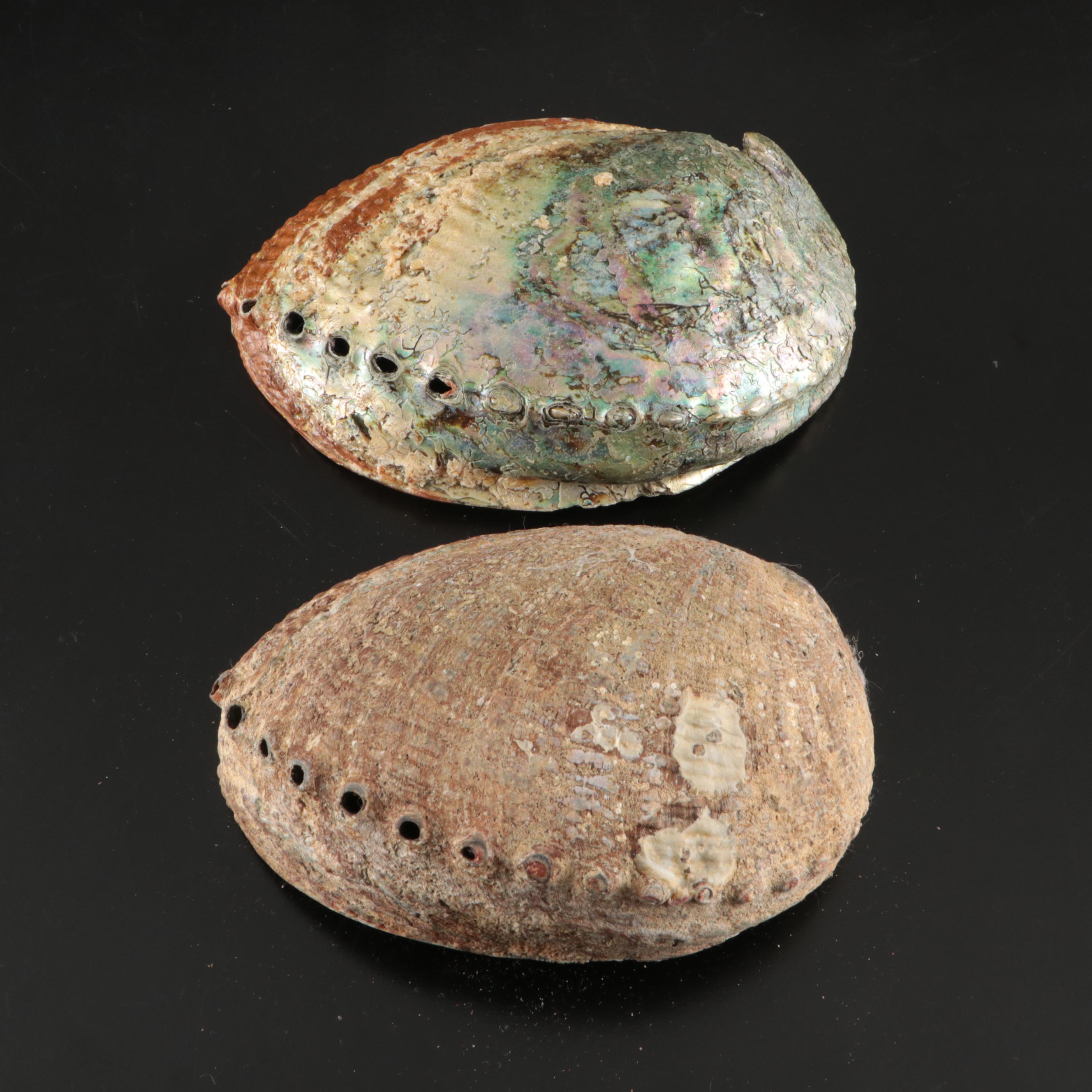 Abalone Shells, Bullmouth Helmet Shells, Carved Cameo Cowries, More