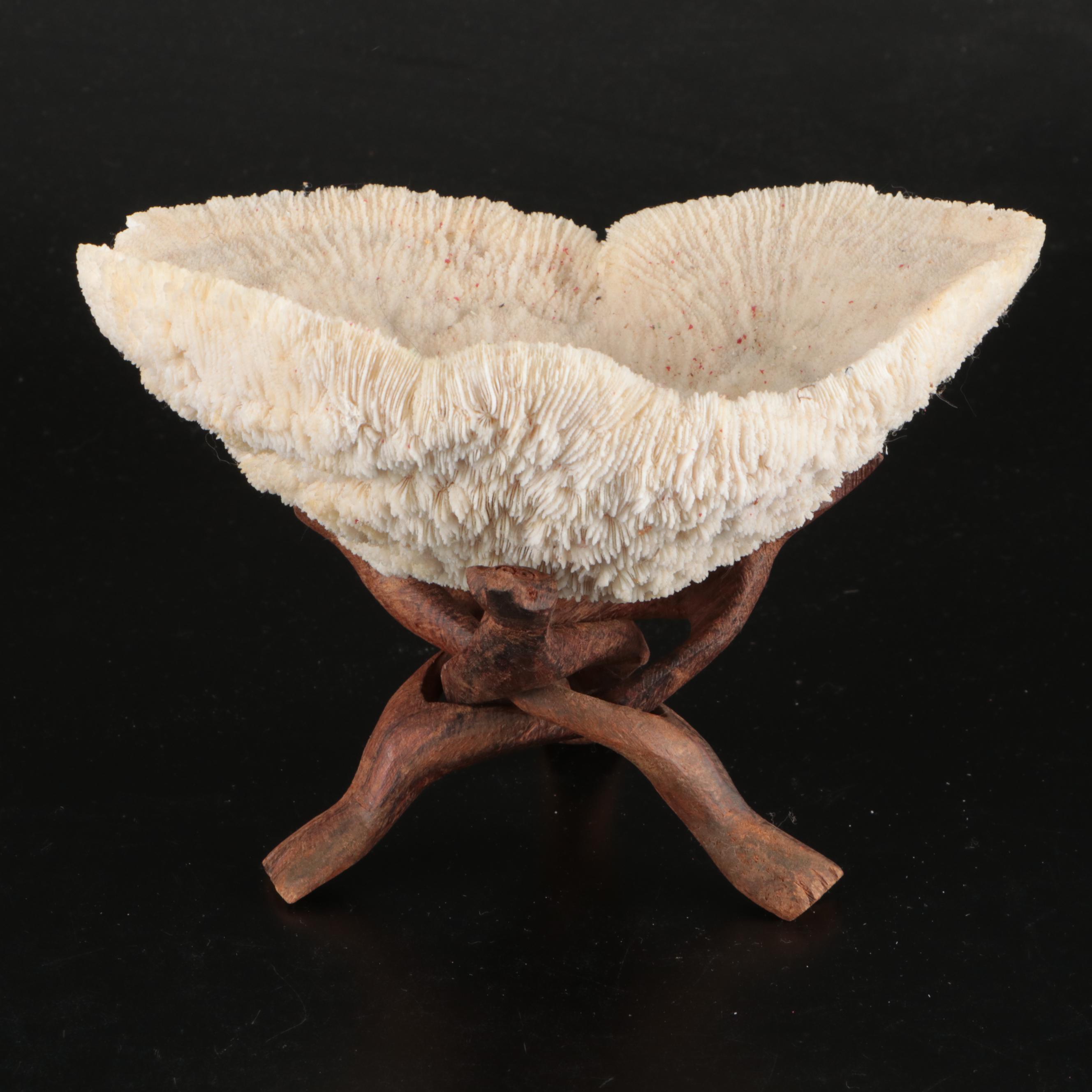 Abalone Shells, Bullmouth Helmet Shells, Carved Cameo Cowries, More