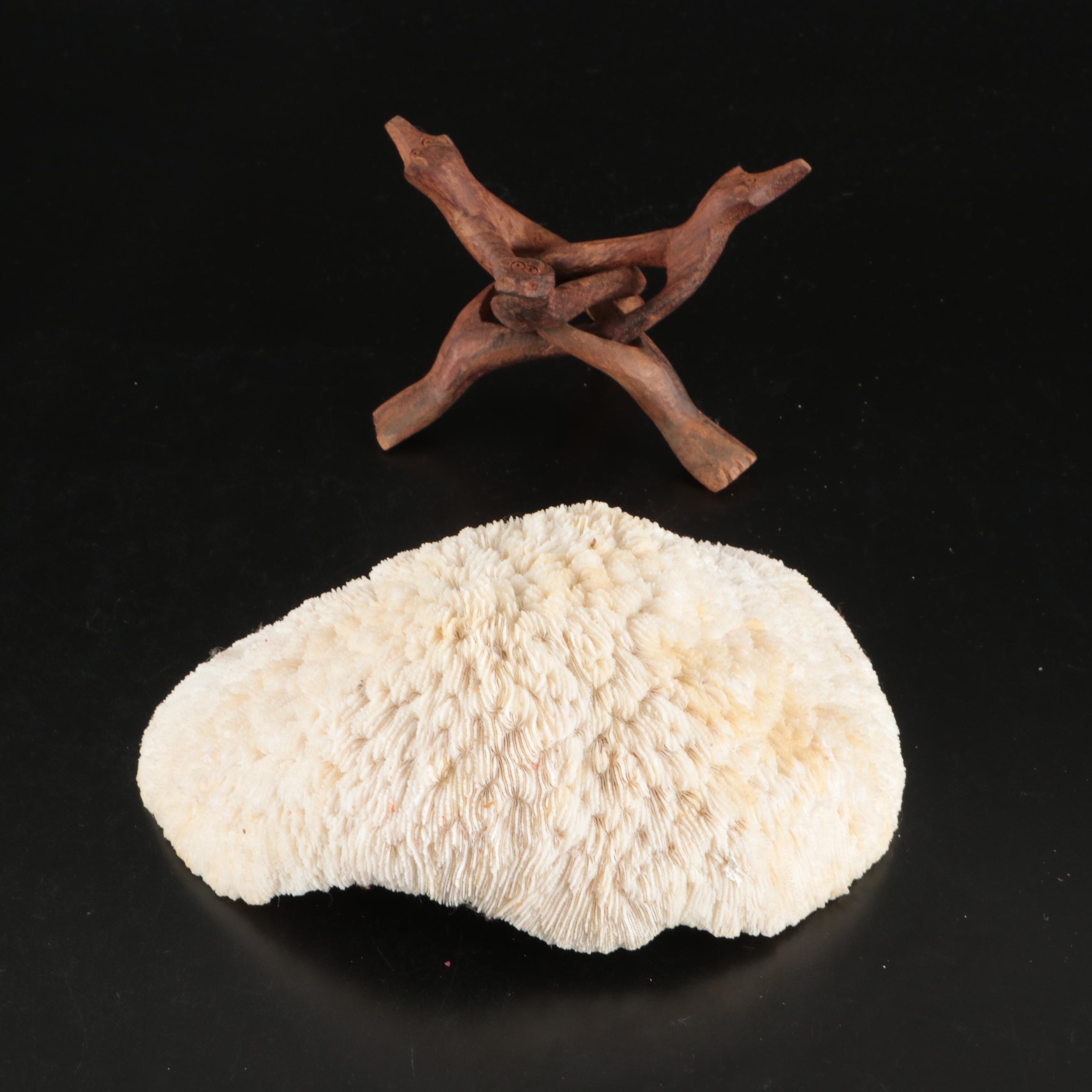 Abalone Shells, Bullmouth Helmet Shells, Carved Cameo Cowries, More