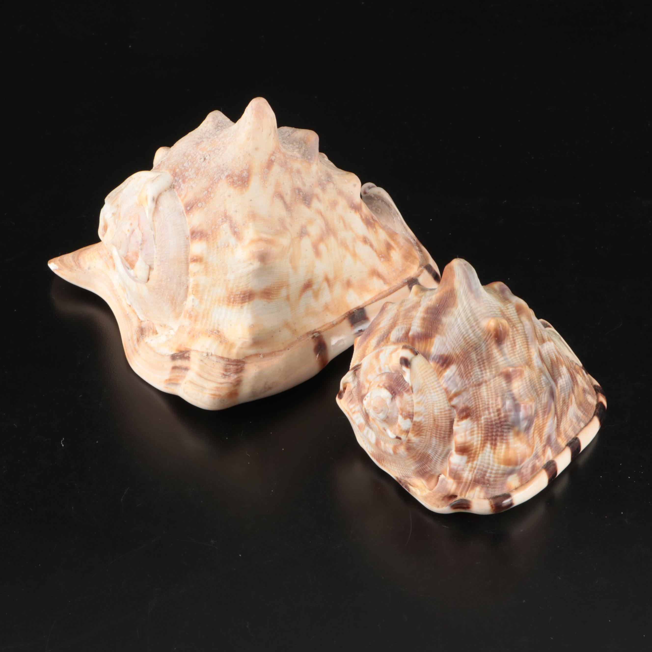 Abalone Shells, Bullmouth Helmet Shells, Carved Cameo Cowries, More