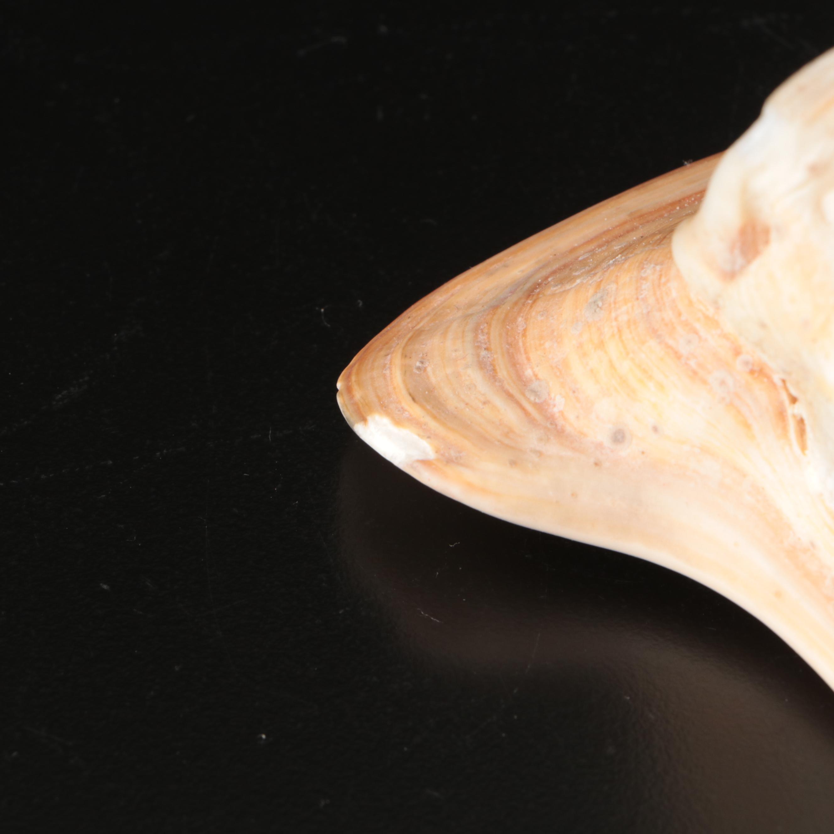 Abalone Shells, Bullmouth Helmet Shells, Carved Cameo Cowries, More