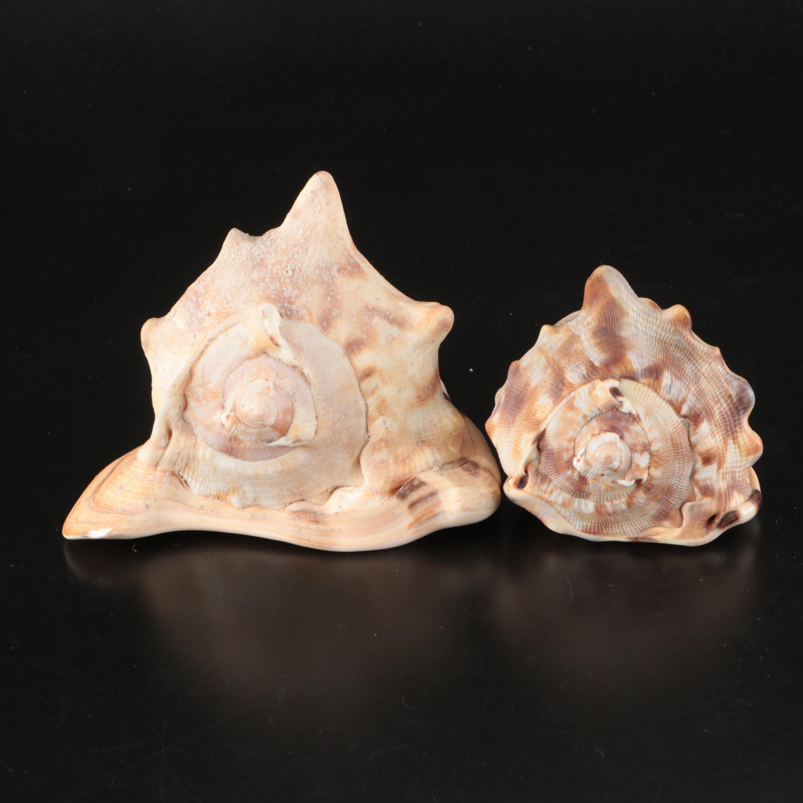 Abalone Shells, Bullmouth Helmet Shells, Carved Cameo Cowries, More