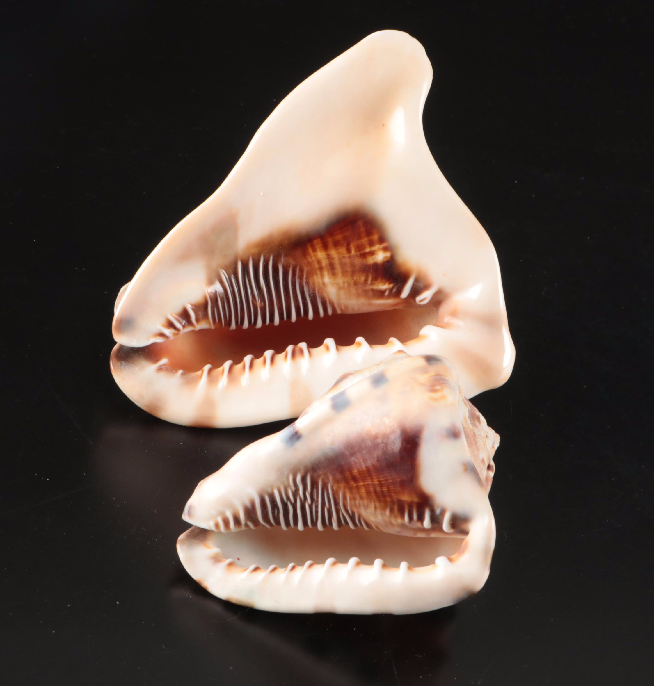 Abalone Shells, Bullmouth Helmet Shells, Carved Cameo Cowries, More