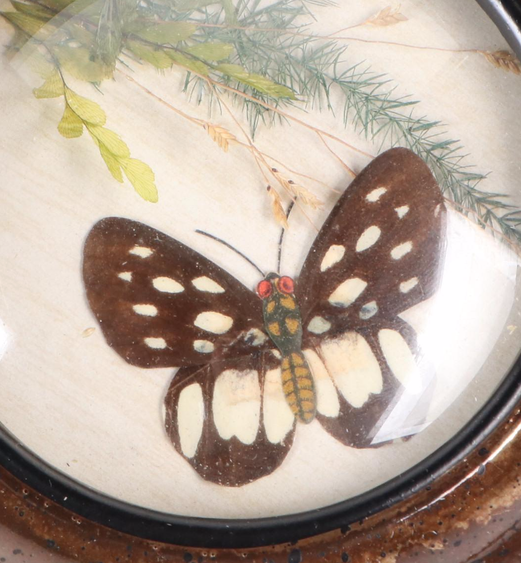 Taxidermy Butterflies with Dried Flower Framed Art