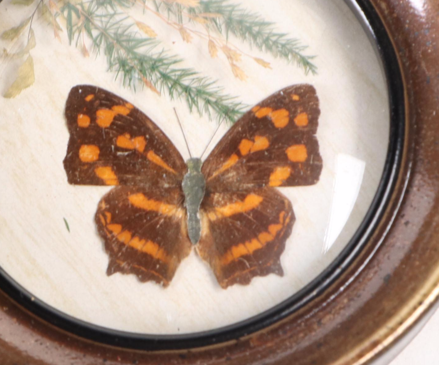 Taxidermy Butterflies with Dried Flower Framed Art