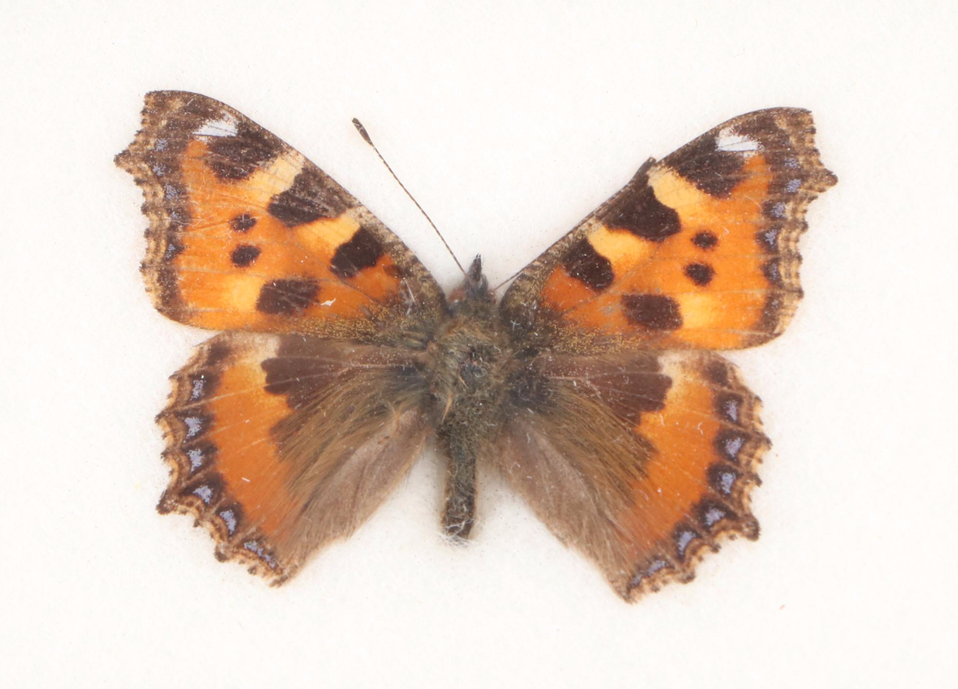 Taxidermy Butterflies with Dried Flower Framed Art