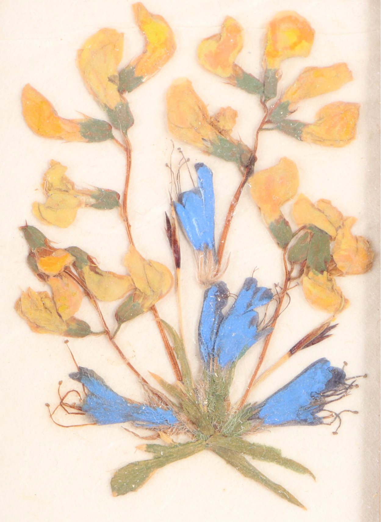 Taxidermy Butterflies with Dried Flower Framed Art