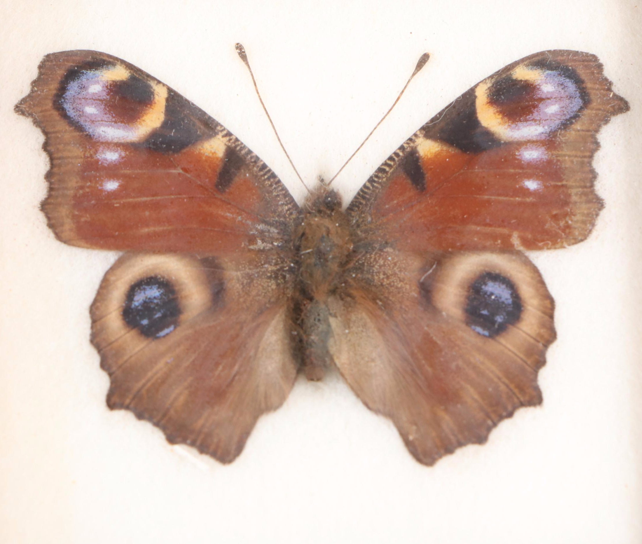 Taxidermy Butterflies with Dried Flower Framed Art