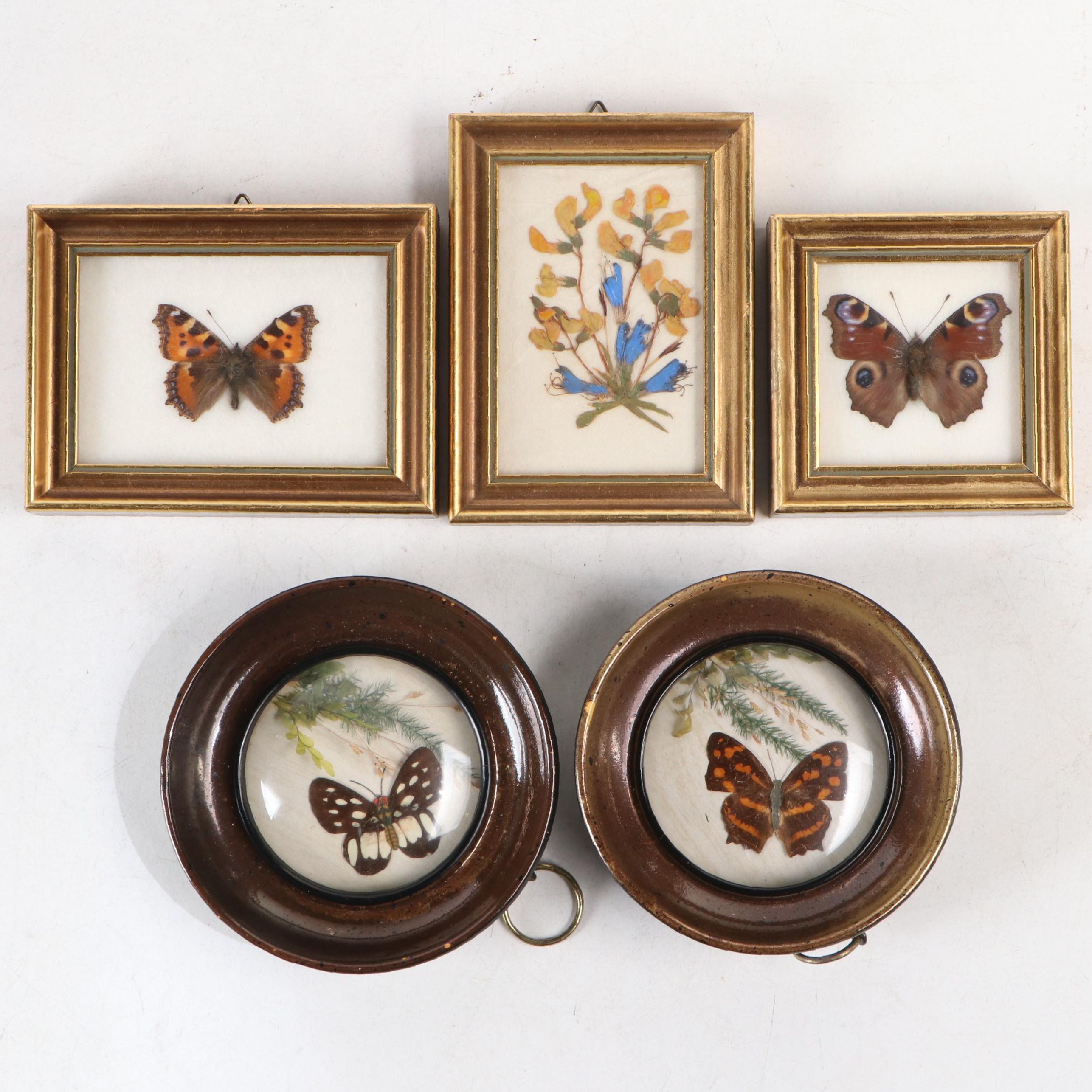 Taxidermy Butterflies with Dried Flower Framed Art