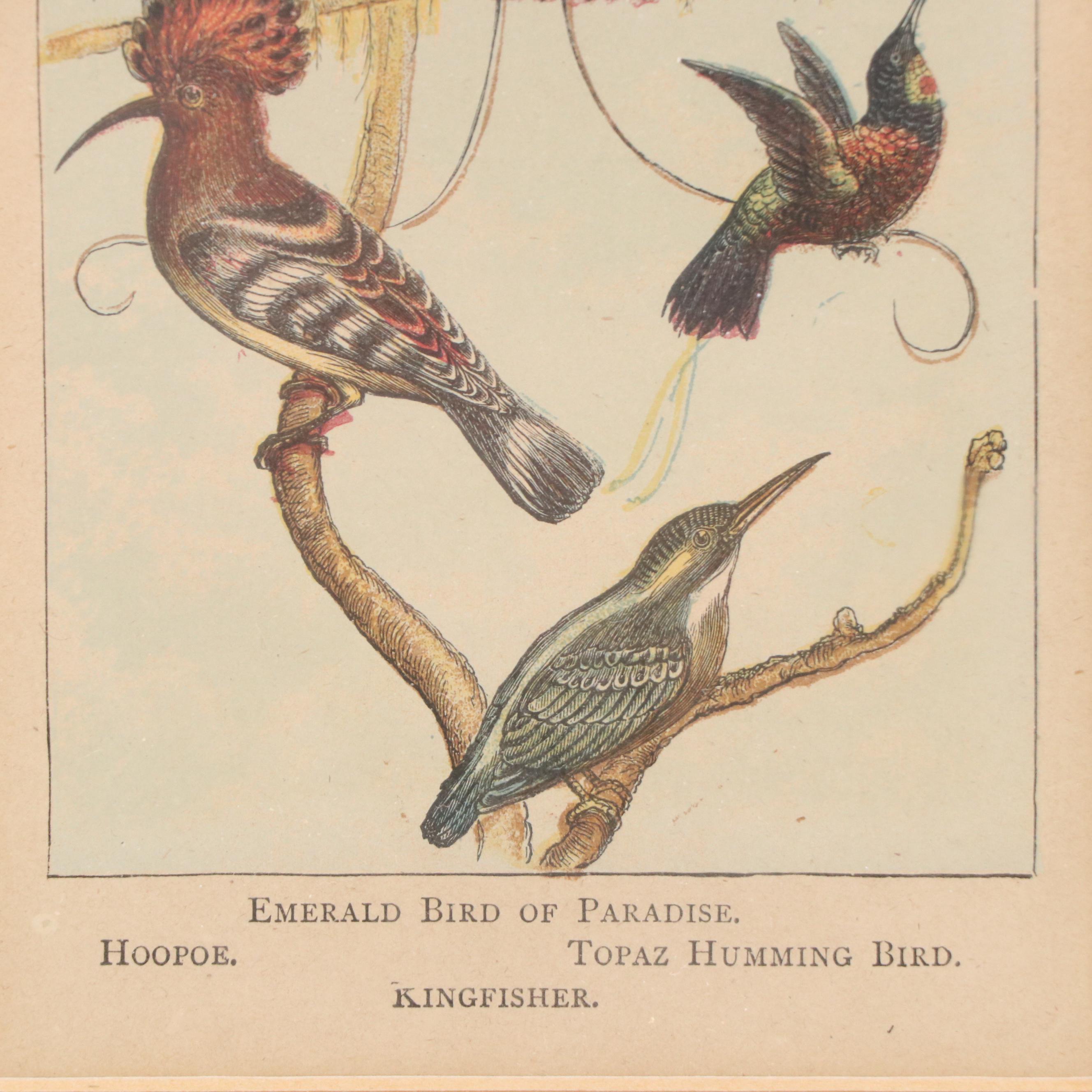 Pair of Color Lithographs with Ornithological Illustrations, 20th Century