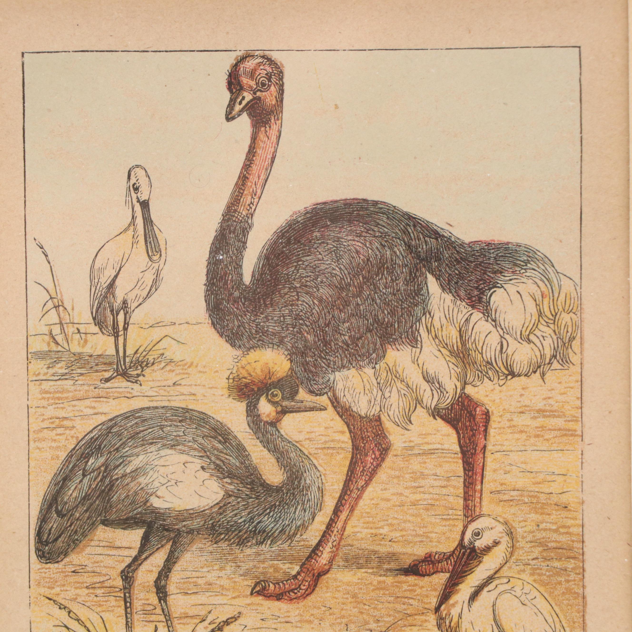 Pair of Color Lithographs with Ornithological Illustrations, 20th Century