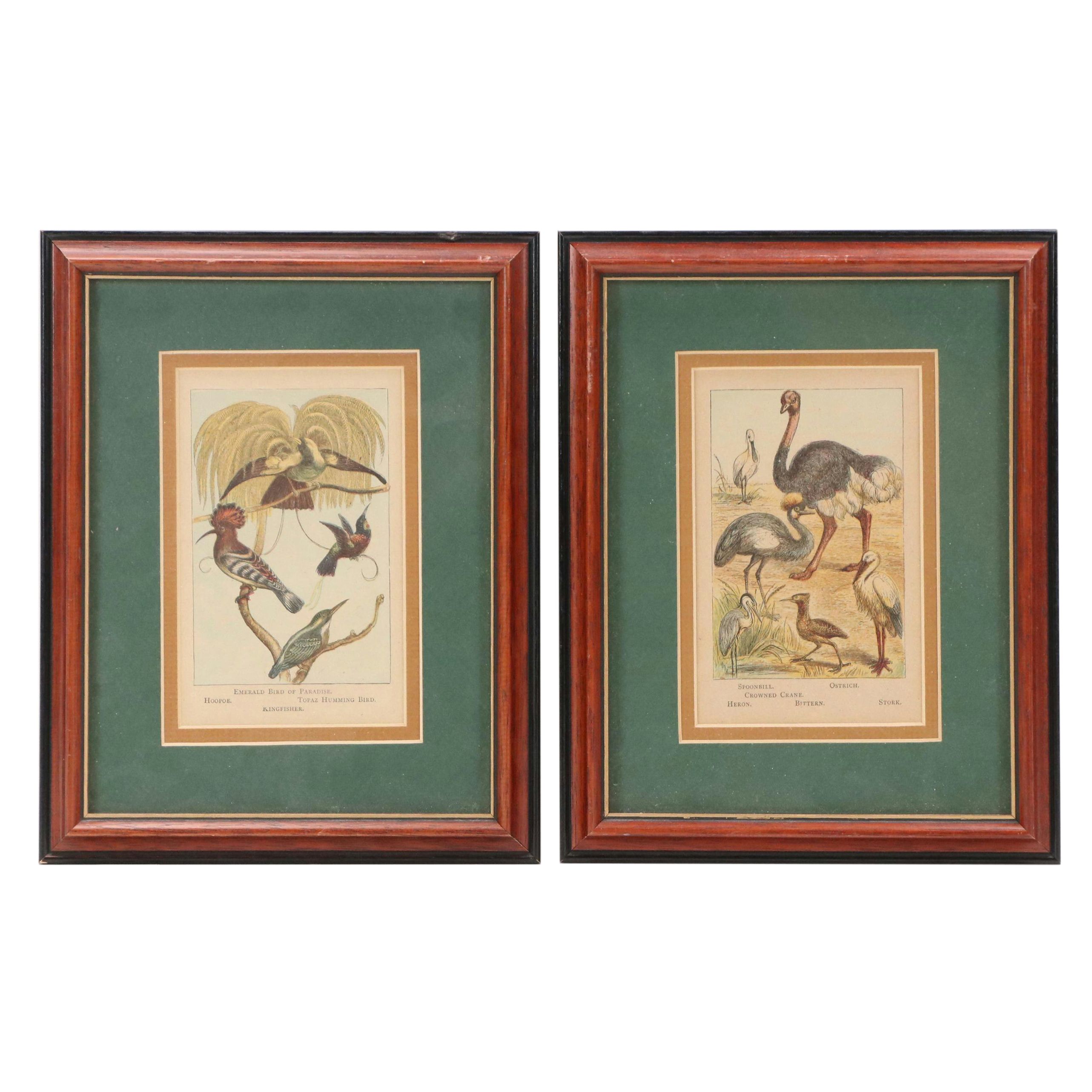 Pair of Color Lithographs with Ornithological Illustrations, 20th Century