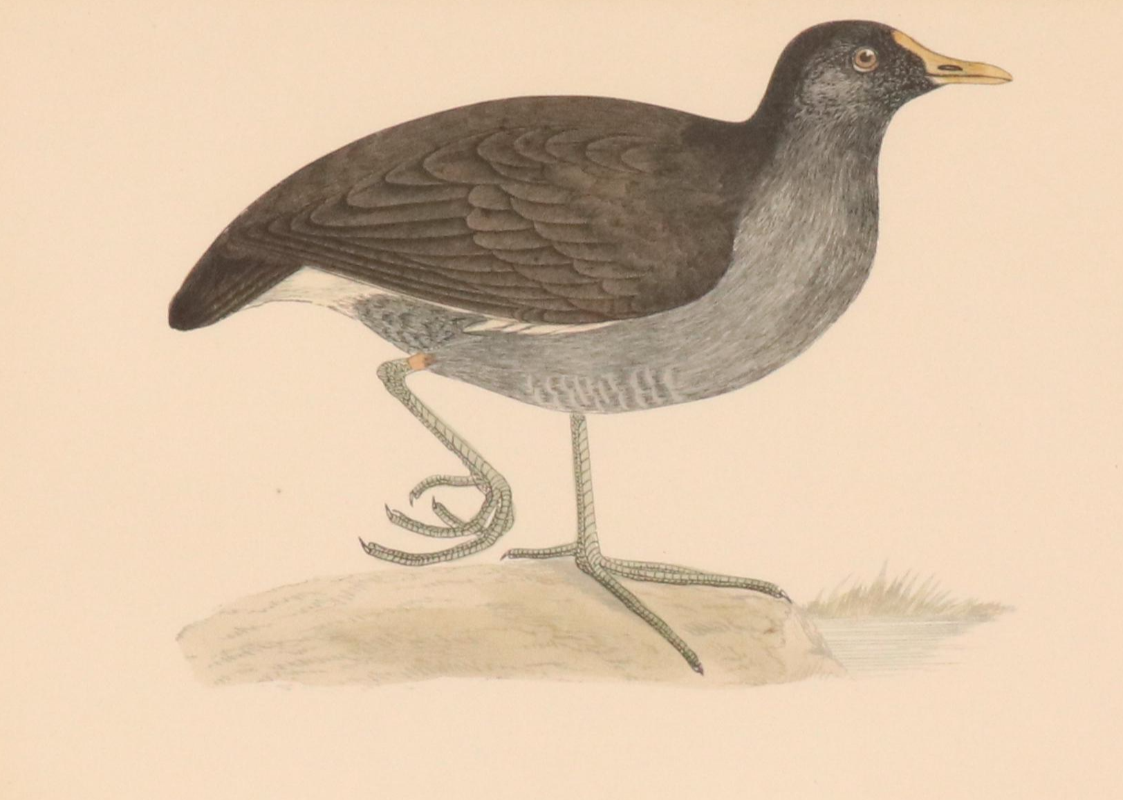 Ornithological Hand-Colored Engraving "Moorhen"