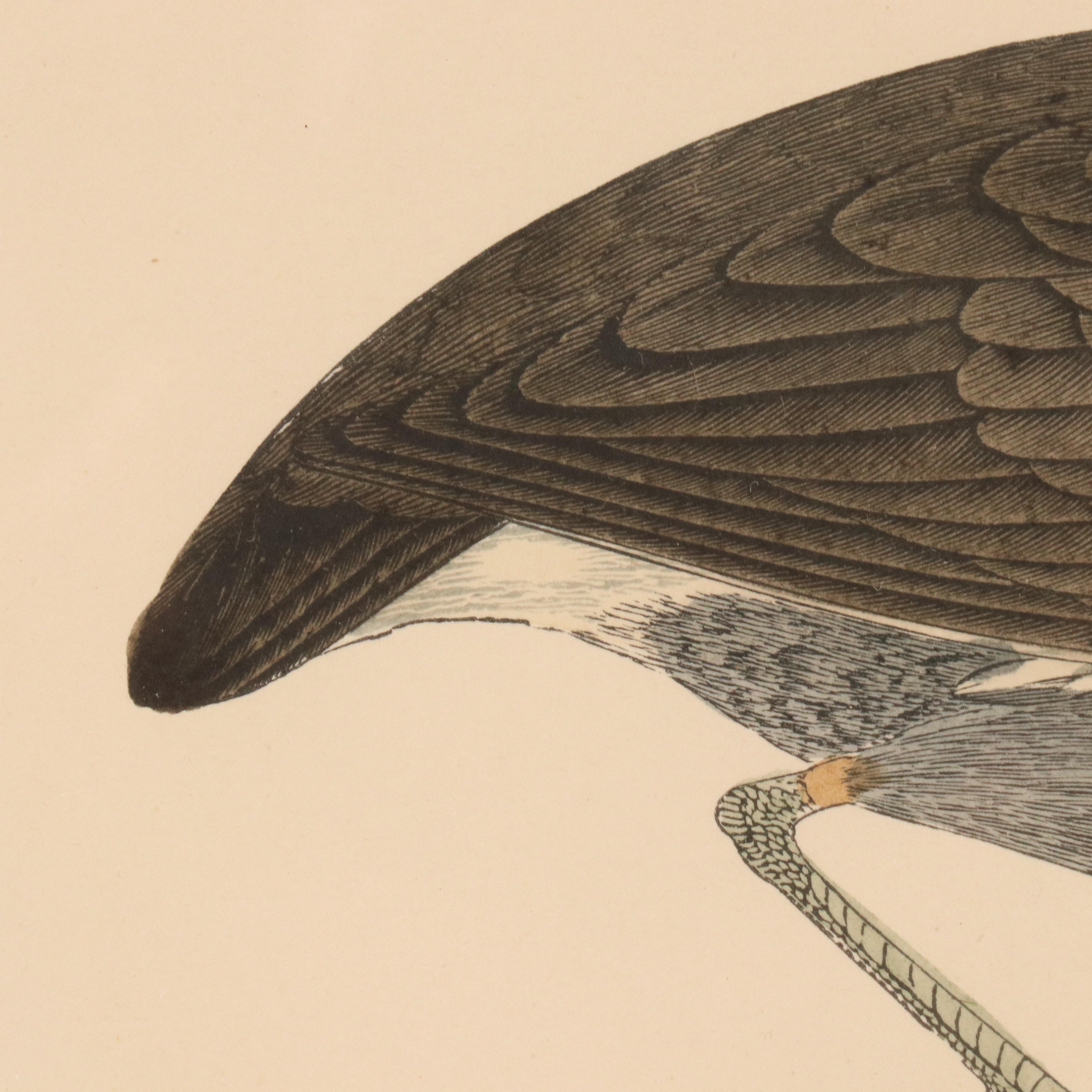 Ornithological Hand-Colored Engraving "Moorhen"