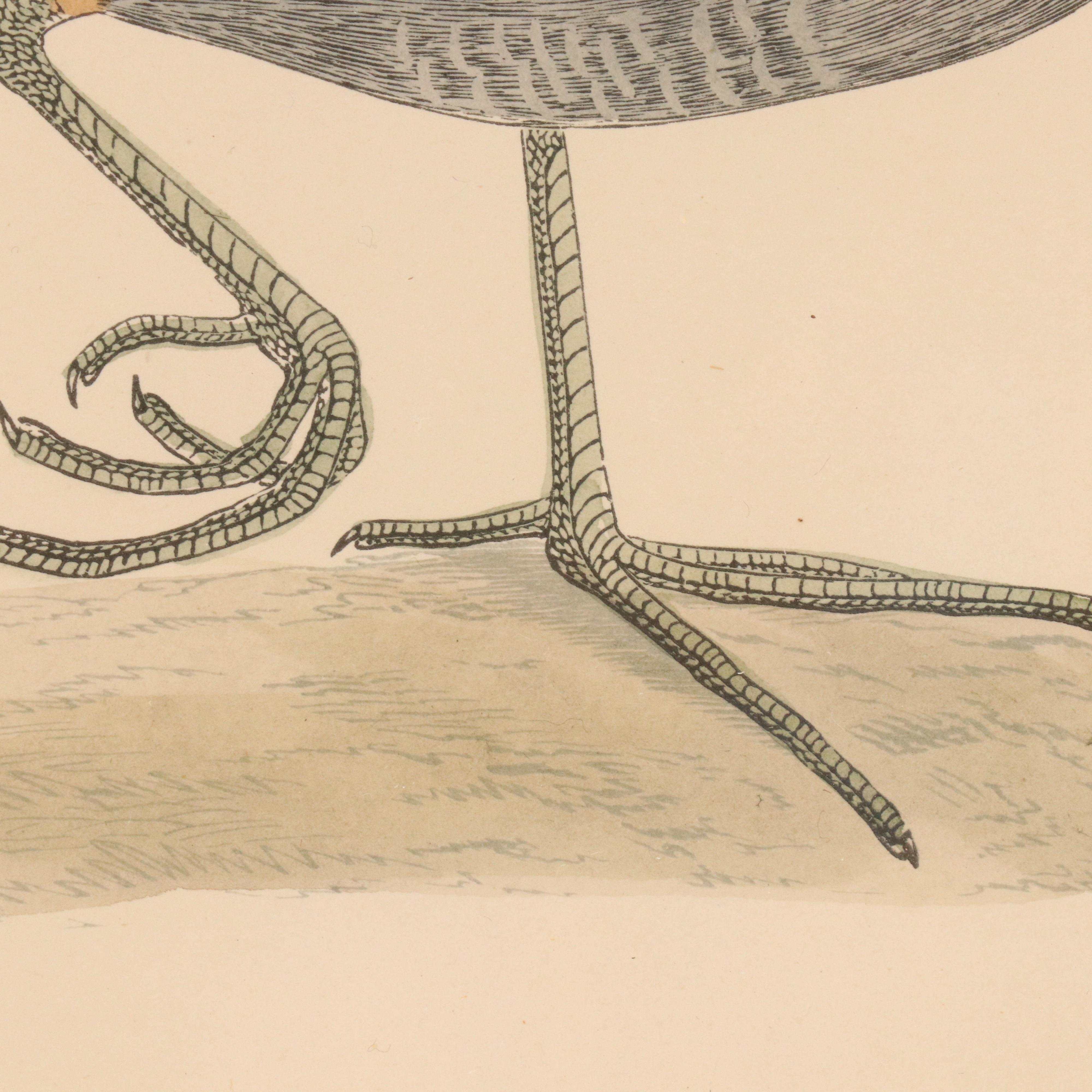 Ornithological Hand-Colored Engraving "Moorhen"