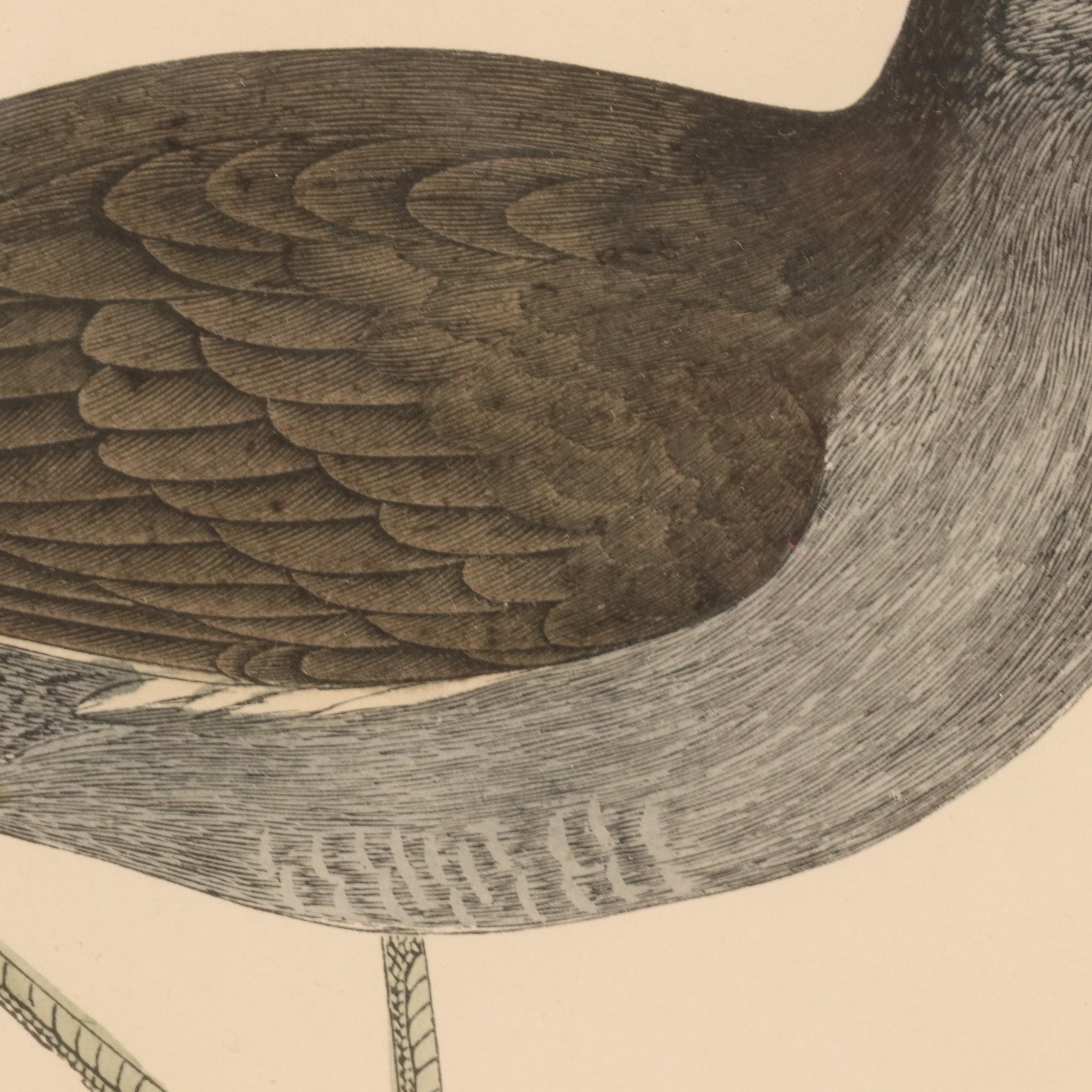 Ornithological Hand-Colored Engraving "Moorhen"