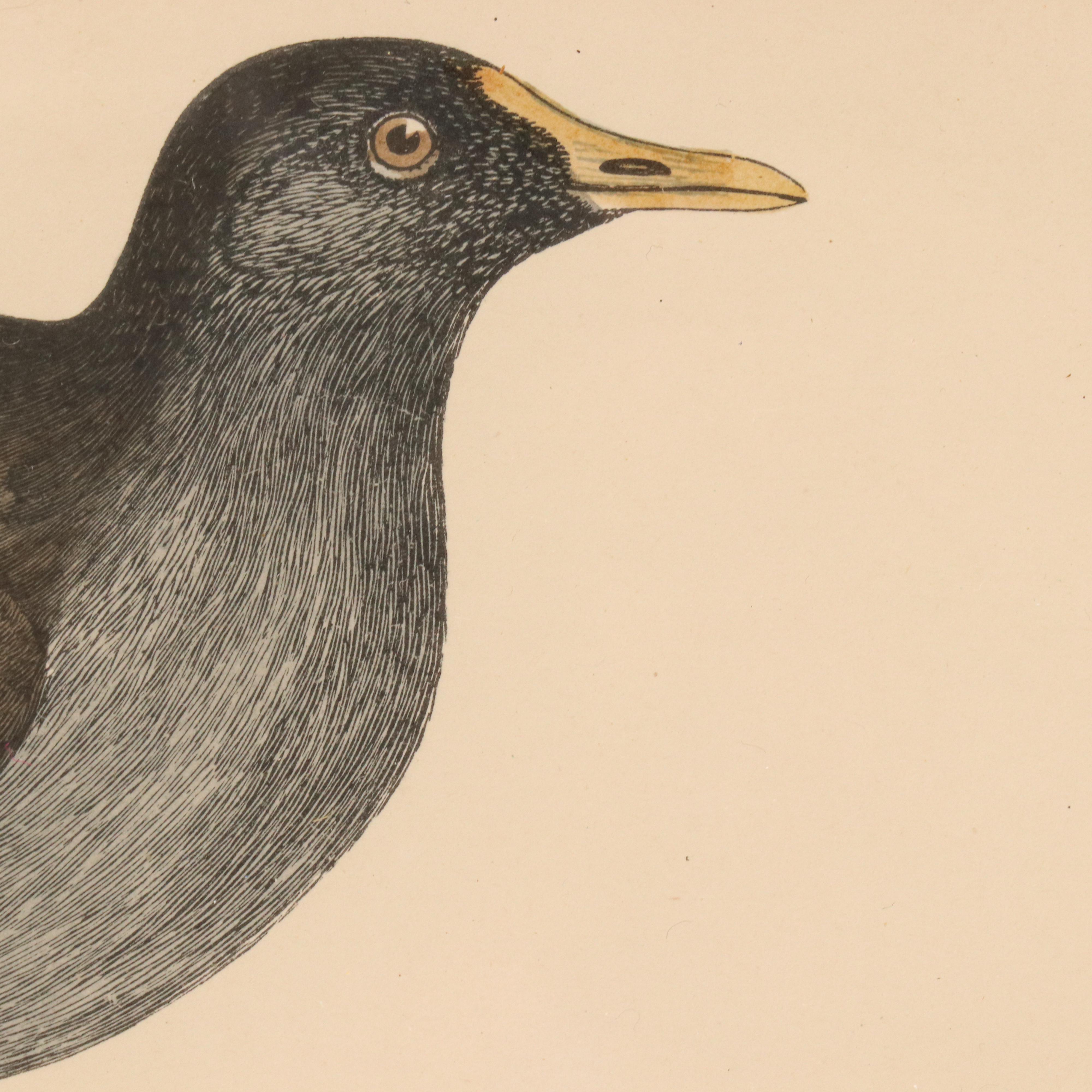 Ornithological Hand-Colored Engraving "Moorhen"