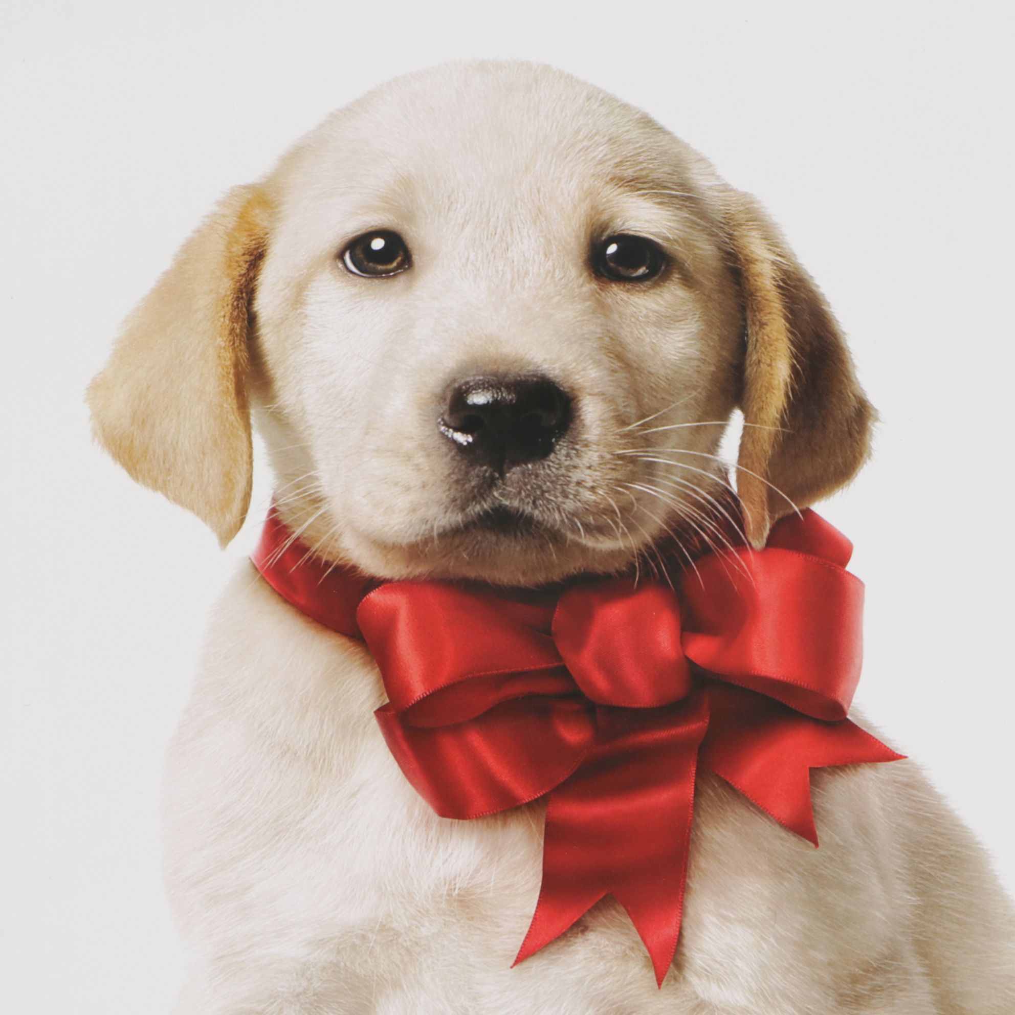 "Marley & Me," "Sherlock Holmes," and More Theatrical Release Posters