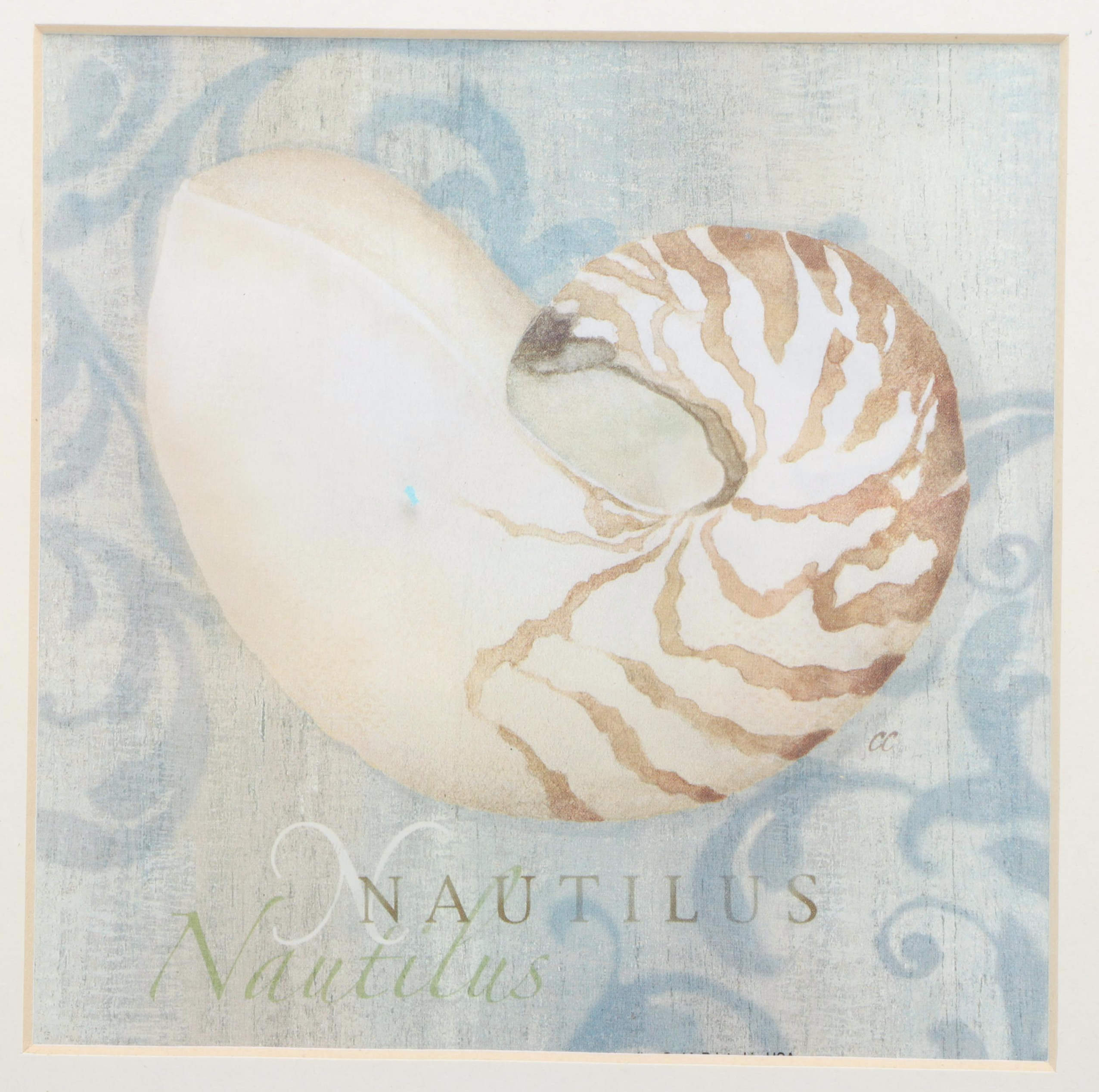 Nautilus and Sand Dollar Framed Prints