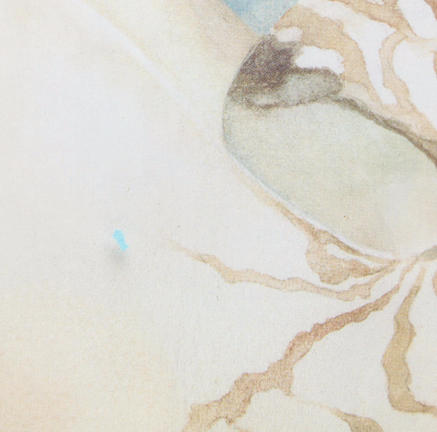 Nautilus and Sand Dollar Framed Prints