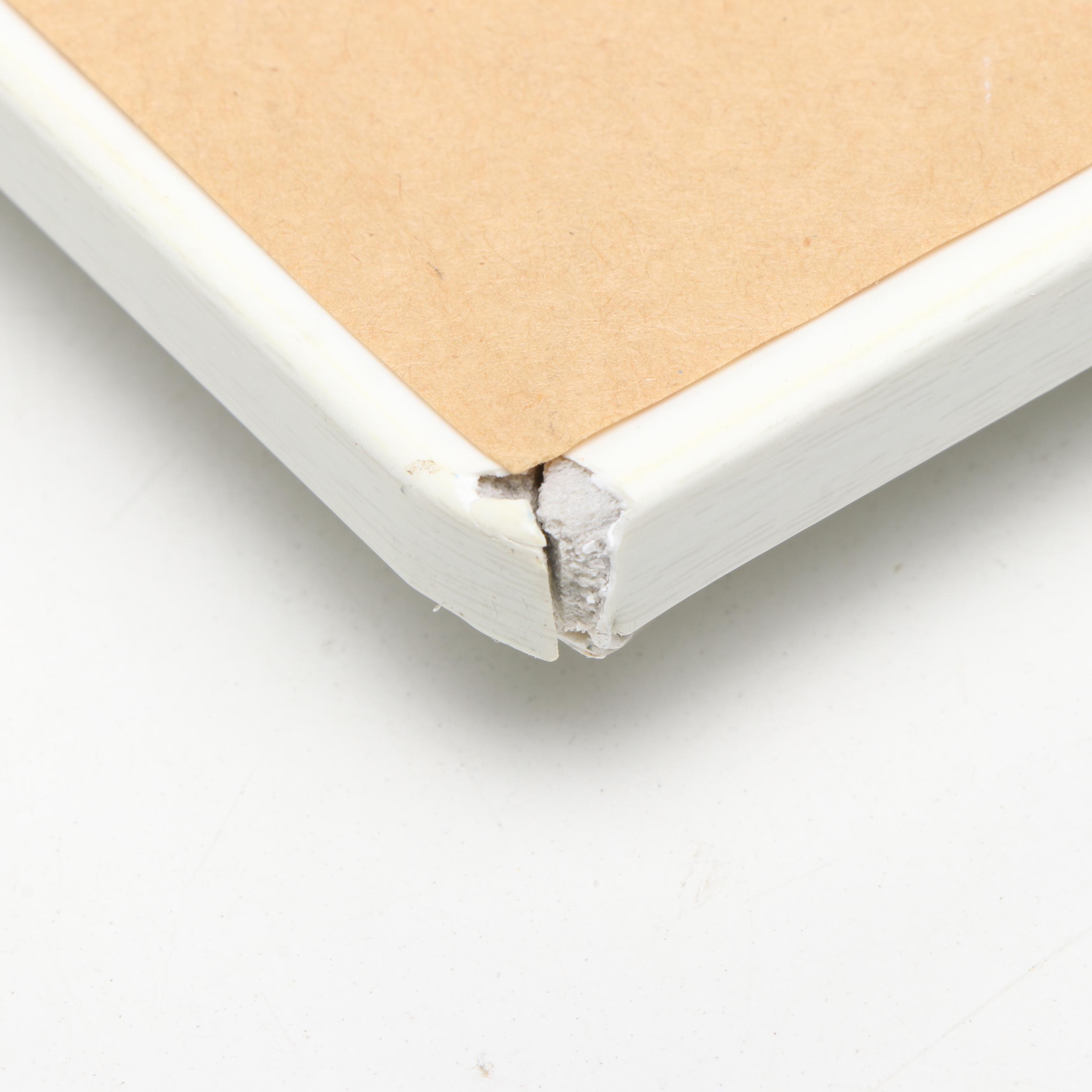 Nautilus and Sand Dollar Framed Prints