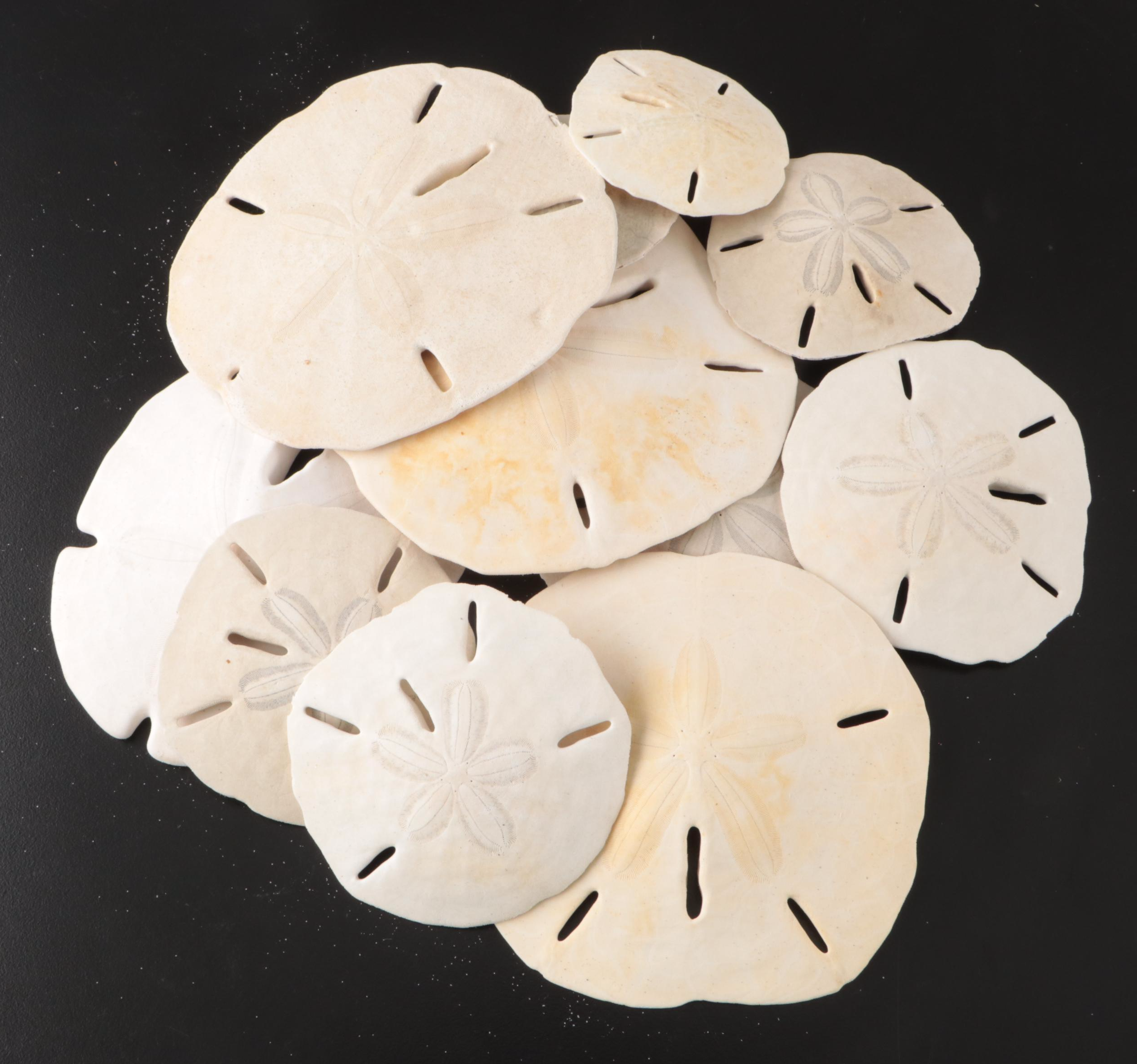 Crowned Conchs, Lightning Whelks, Channel Whelks, Polished Turbo Shells and More