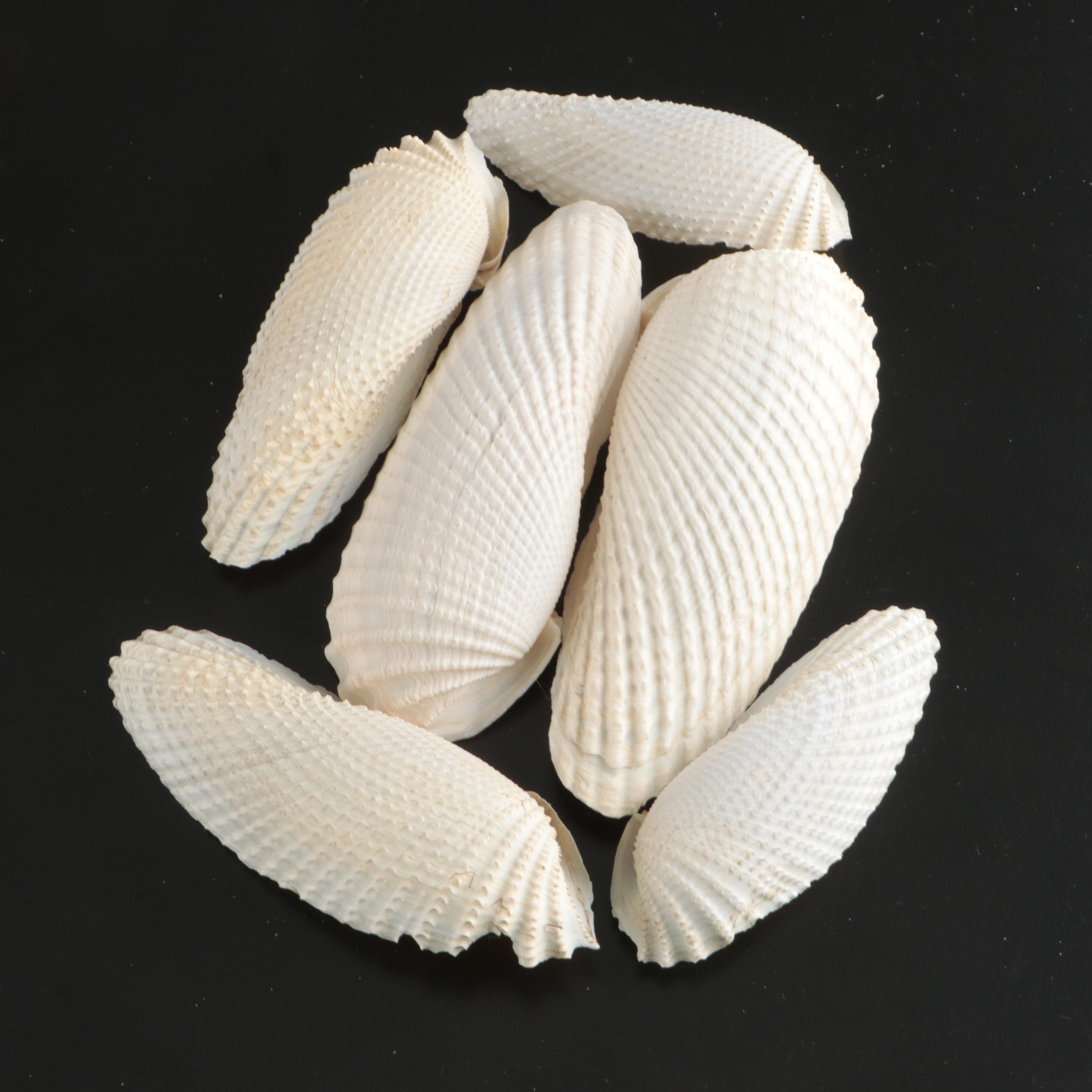 Crowned Conchs, Lightning Whelks, Channel Whelks, Polished Turbo Shells and More