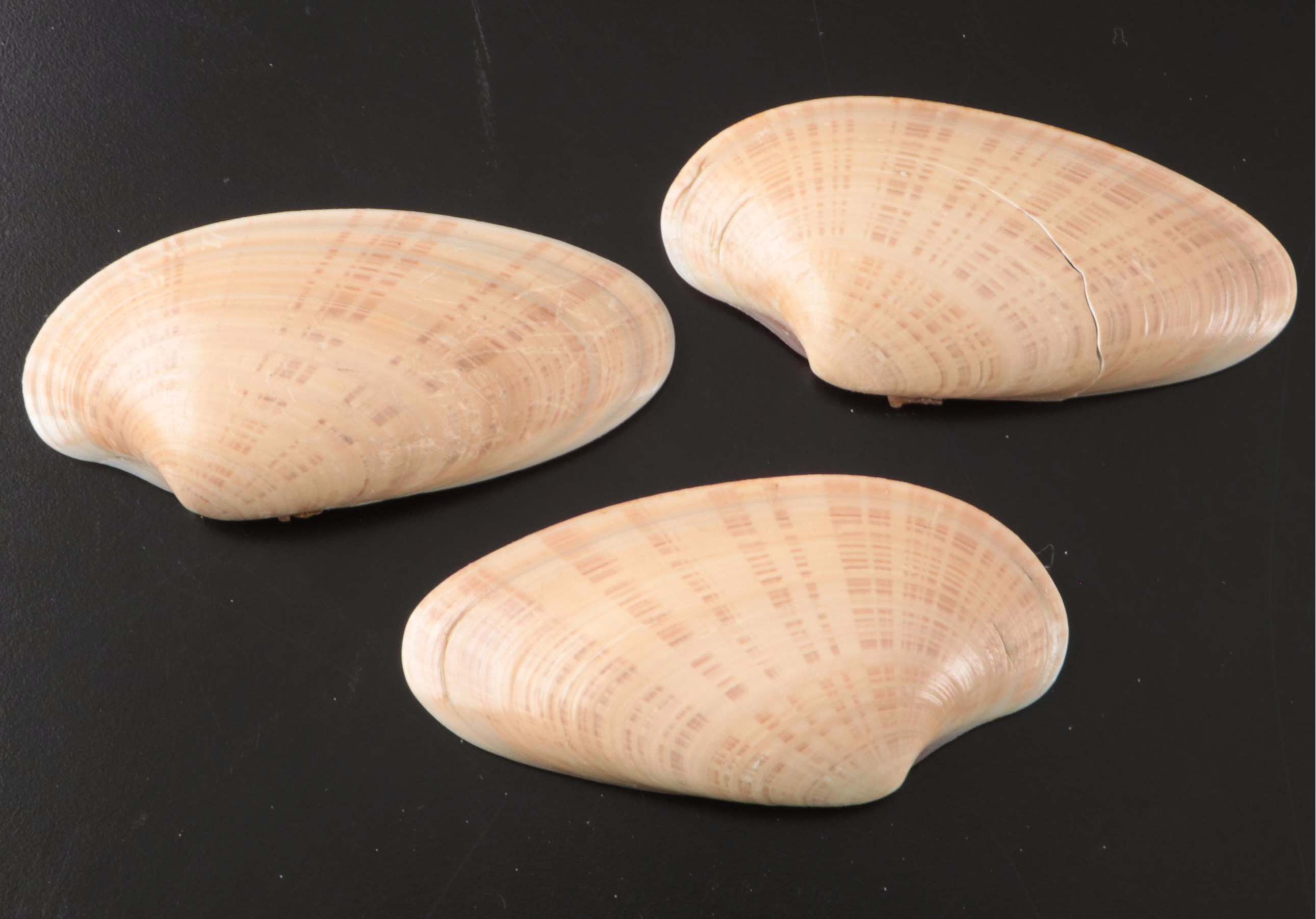 Crowned Conchs, Lightning Whelks, Channel Whelks, Polished Turbo Shells and More