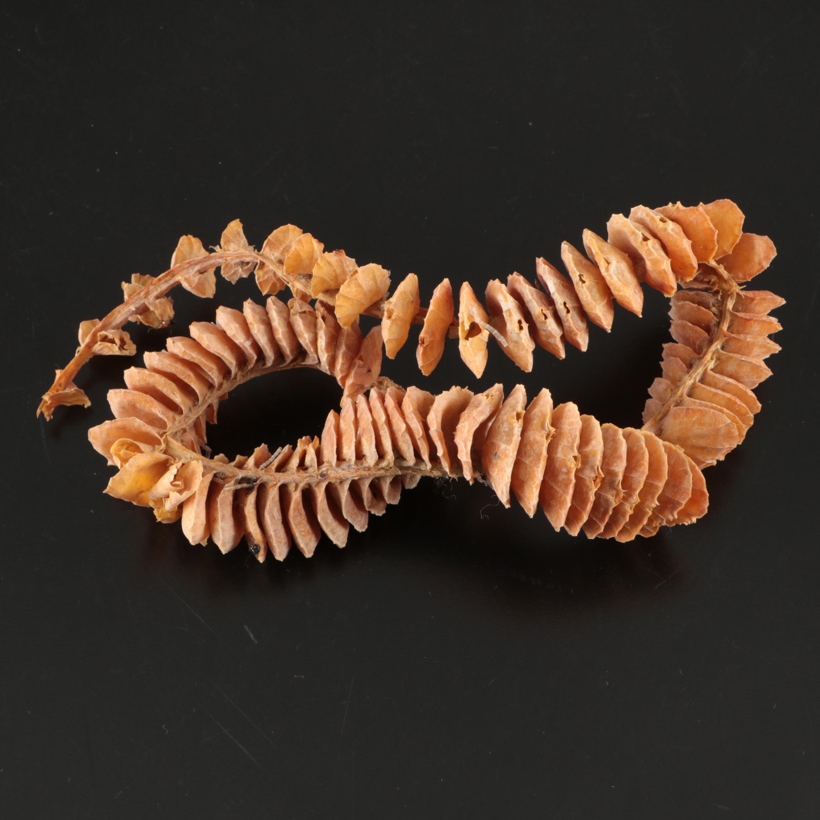 Crowned Conchs, Lightning Whelks, Channel Whelks, Polished Turbo Shells and More